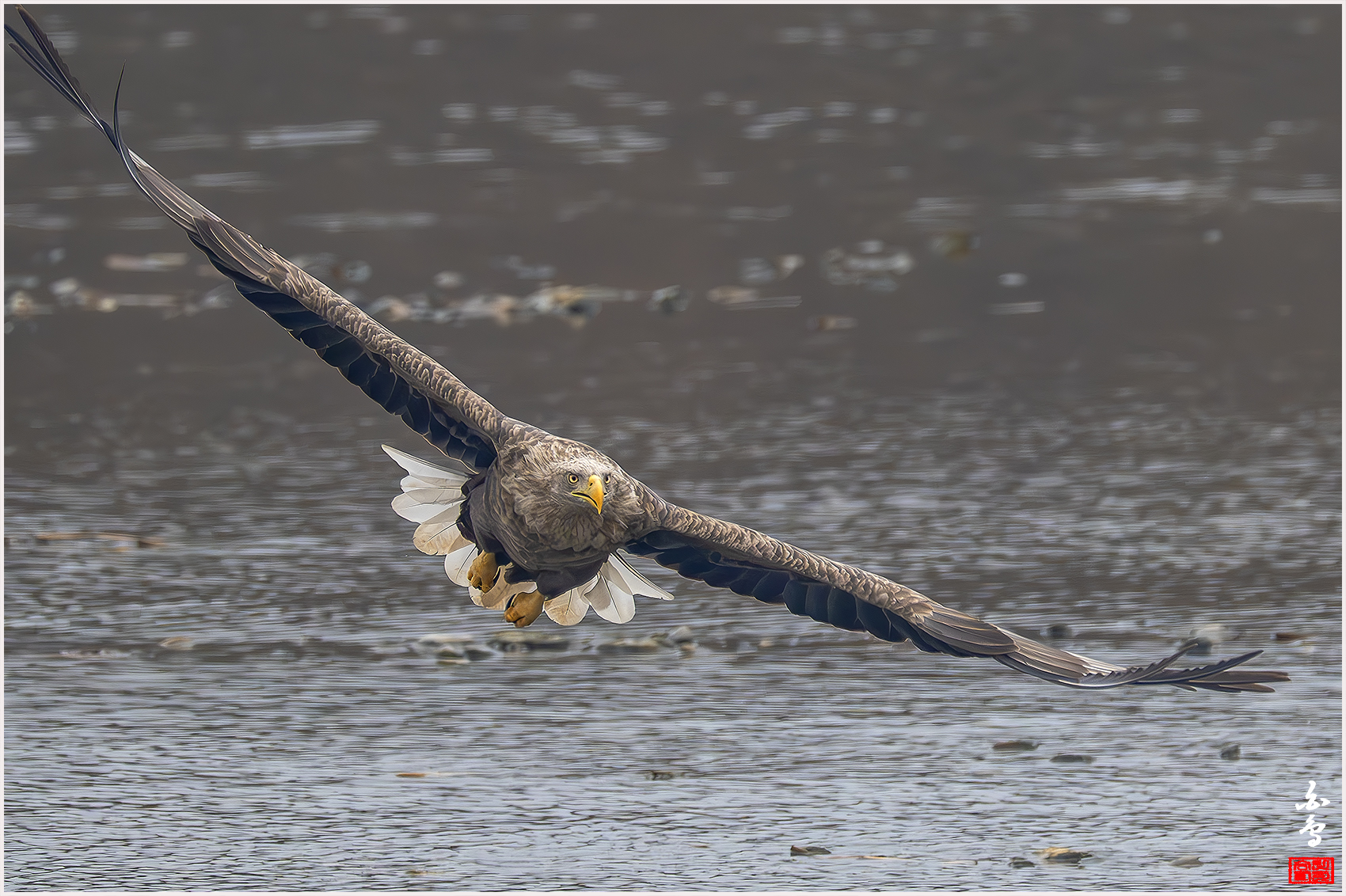 PHOTO BY  | NIKON Z 9 | 2024:02:01 10:43:52 | ISO-2500 | 1/2500 sec | f 8 | 1176 mm | EV=-0.3 | ● WIDTH:1700 pixels  HEIGHT:1132 pixels