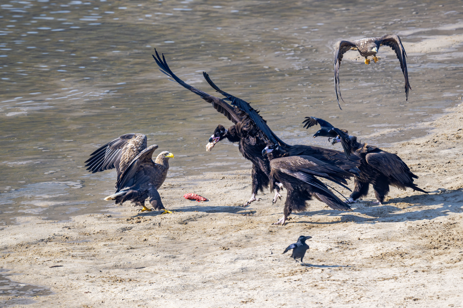 PHOTO BY park haesig | NIKON Z 9 | 2024:01:30 12:49:32 | ISO-900 | 1/2000 sec | f 8 | 840 mm | EV=0 | ● WIDTH:1500 pixels  HEIGHT:1000 pixels