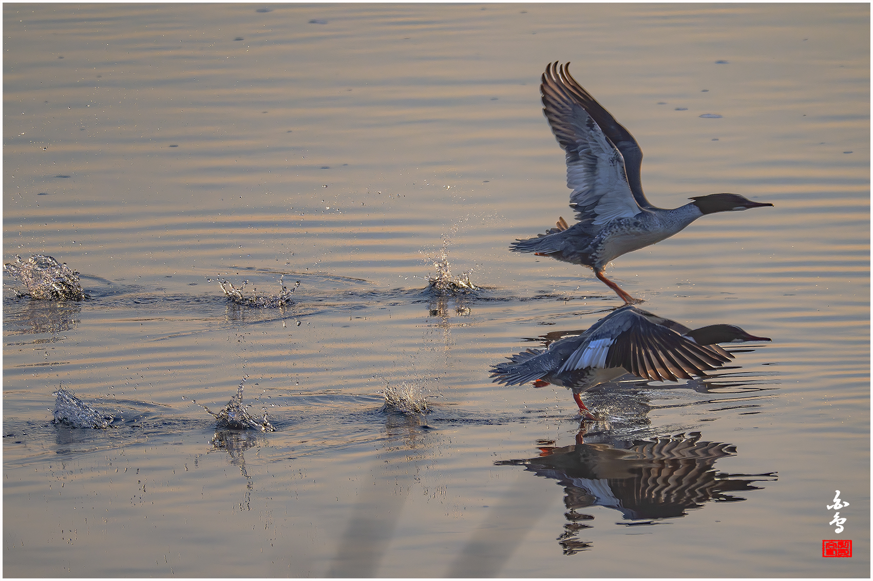 PHOTO BY  | NIKON Z 9 | 2024:01:30 08:15:18 | ISO-640 | 1/2500 sec | f 8 | 1176 mm | EV=-0.3 | ● WIDTH:1700 pixels  HEIGHT:1132 pixels