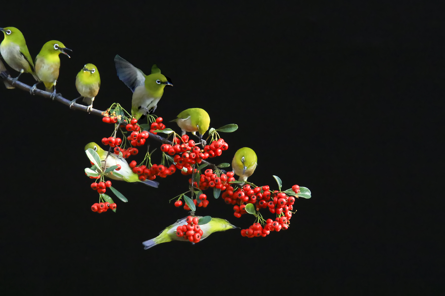 PHOTO BY WO2YA LAB | Canon EOS-1D X Mark II | 2024:01:15 16:00:48 | ISO-3200 | 1/2000 sec | f 22 | 271 mm | EV=0 | ● WIDTH:1800 pixels  HEIGHT:1200 pixels