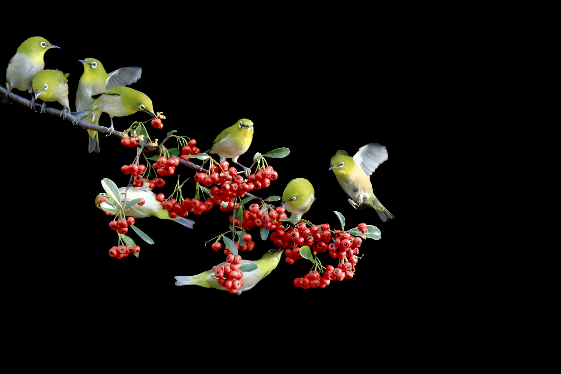 PHOTO BY WO2YA LAB | Canon EOS-1D X Mark II | 2024:01:15 16:00:48 | ISO-3200 | 1/2000 sec | f 25 | 271 mm | EV=0 | ● WIDTH:1800 pixels  HEIGHT:1200 pixels