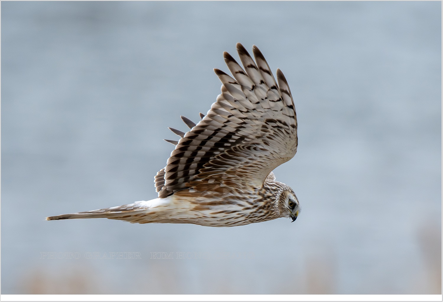 PHOTO BY  | NIKON D850 | 2024:02:02 10:22:18 | ISO-1250 | 1/2000 sec | f 6.3 | 850 mm | EV=0 | ● WIDTH:3939 pixels  HEIGHT:2626 pixels