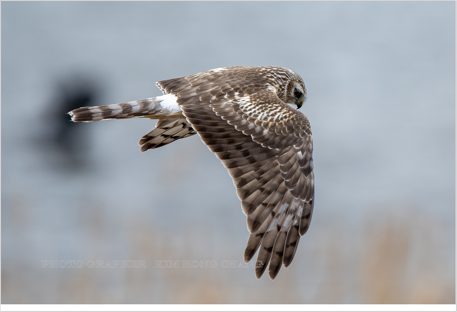 PHOTO BY  | NIKON D850 | 2024:02:02 10:22:18 | ISO-1250 | 1/2000 sec | f 6.3 | 850 mm | EV=0 | ● WIDTH:4290 pixels  HEIGHT:2860 pixels