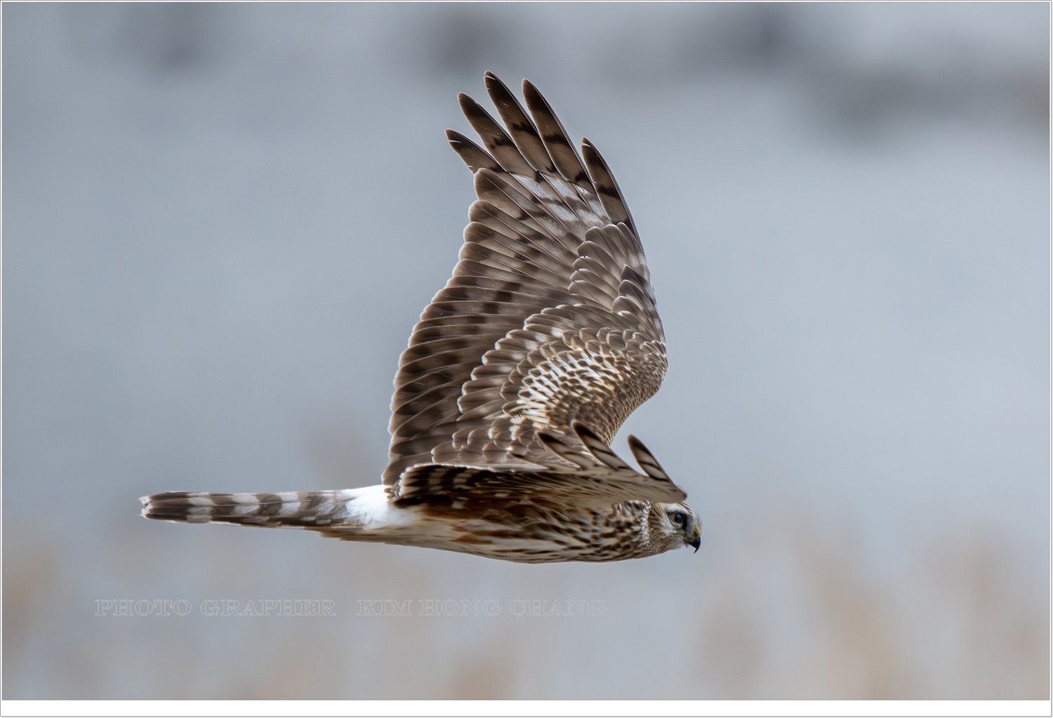 PHOTO BY  | NIKON D850 | 2024:02:02 10:22:19 | ISO-1250 | 1/2000 sec | f 6.3 | 850 mm | EV=0 | ● WIDTH:4505 pixels  HEIGHT:3003 pixels