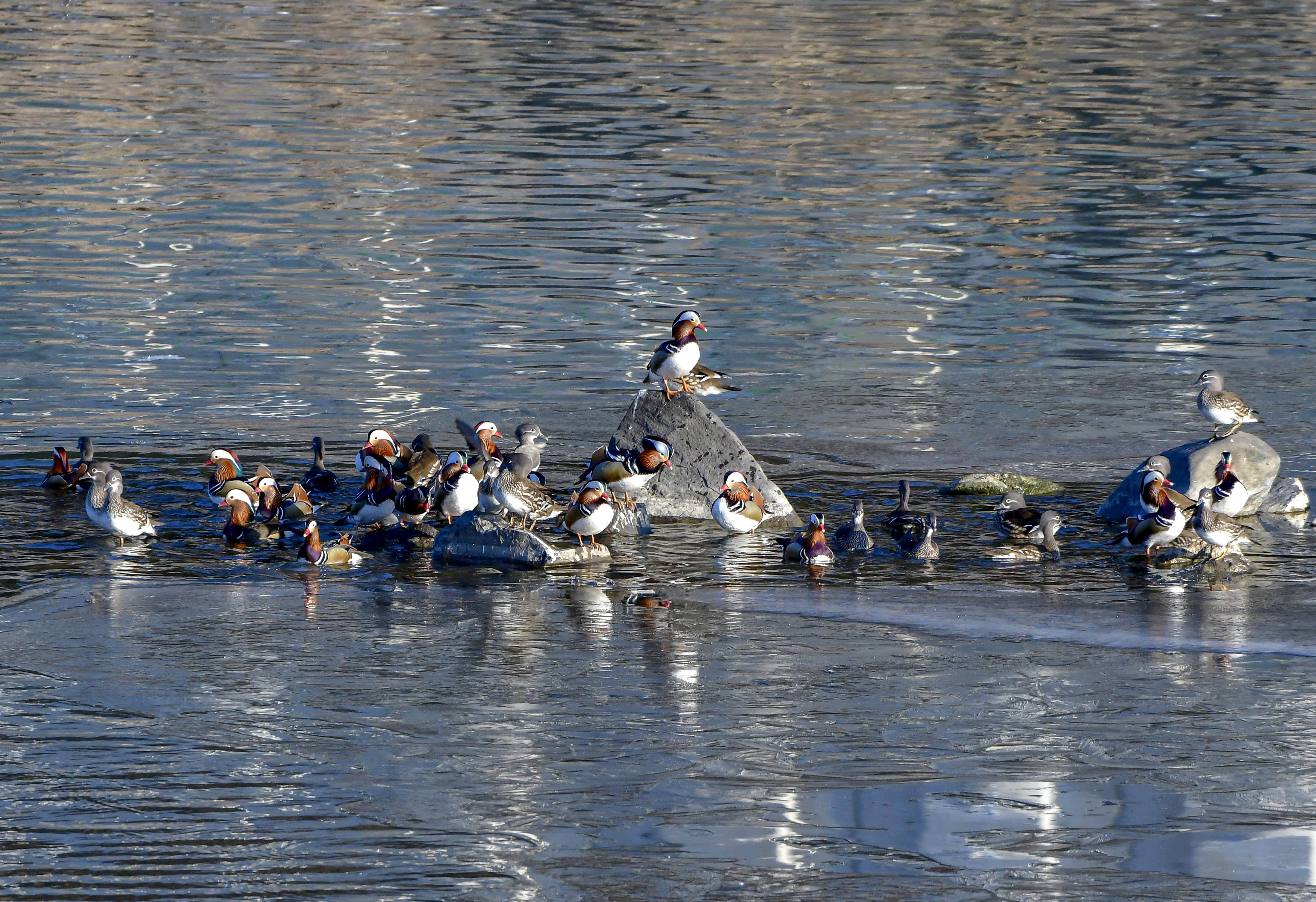 PHOTO BY  | NIKON D850 | 2024:01:25 08:59:14 | ISO-400 | 1/640 sec | f 8 | 400 mm | EV=0 | ● WIDTH:4394 pixels  HEIGHT:3011 pixels