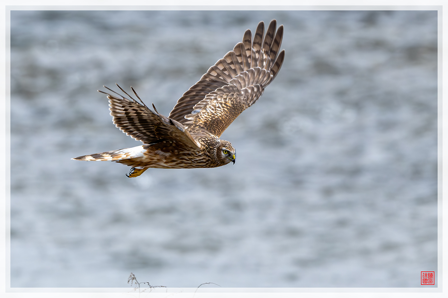 PHOTO BY  | NIKON Z 9 | 2024:02:02 09:45:25 | ISO-1100 | 1/1250 sec | f 6.3 | 600 mm | EV=0 | ● WIDTH:1500 pixels  HEIGHT:999 pixels