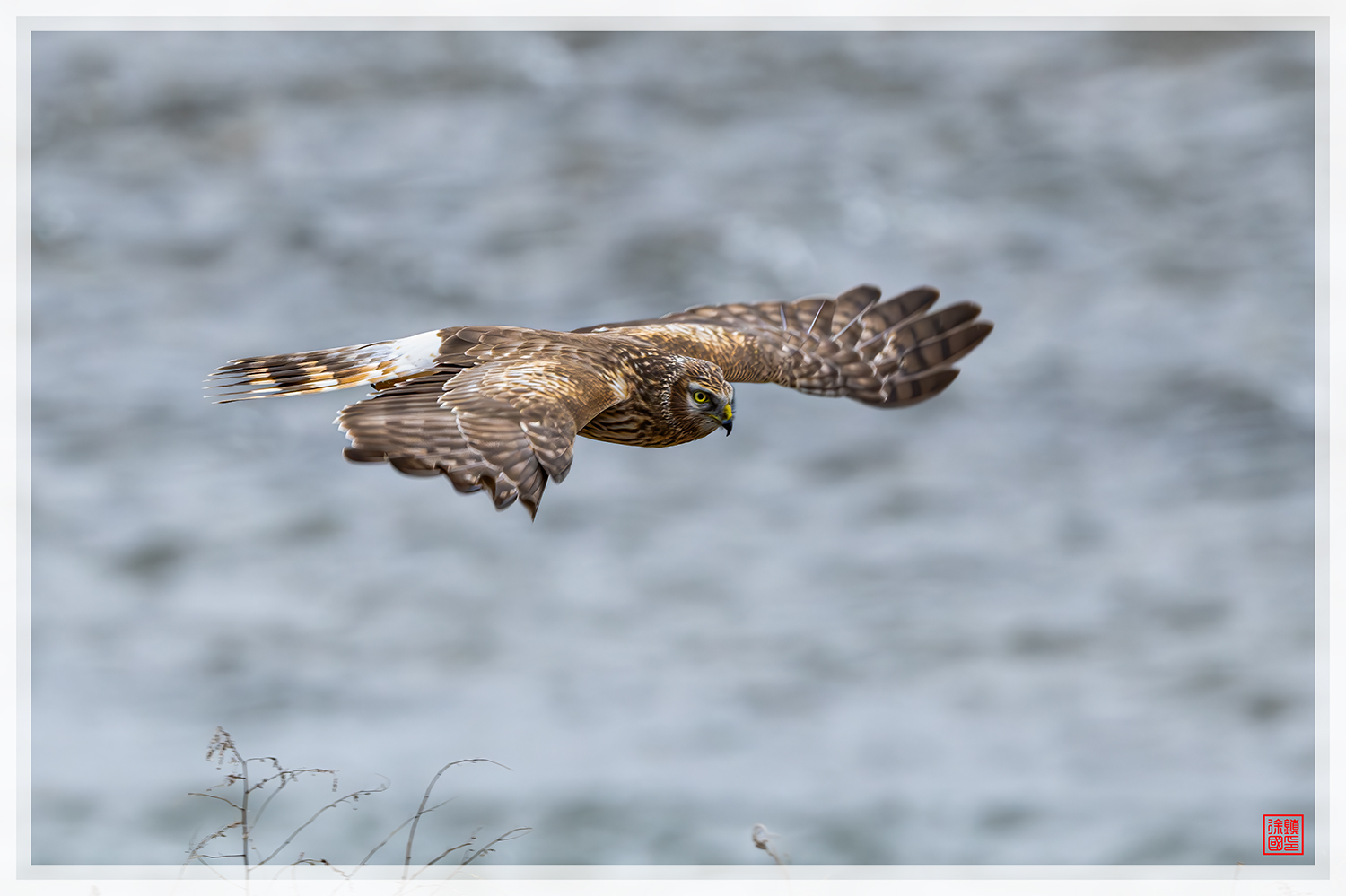 PHOTO BY  | NIKON Z 9 | 2024:02:02 09:45:25 | ISO-1100 | 1/1250 sec | f 6.3 | 600 mm | EV=0 | ● WIDTH:1500 pixels  HEIGHT:999 pixels