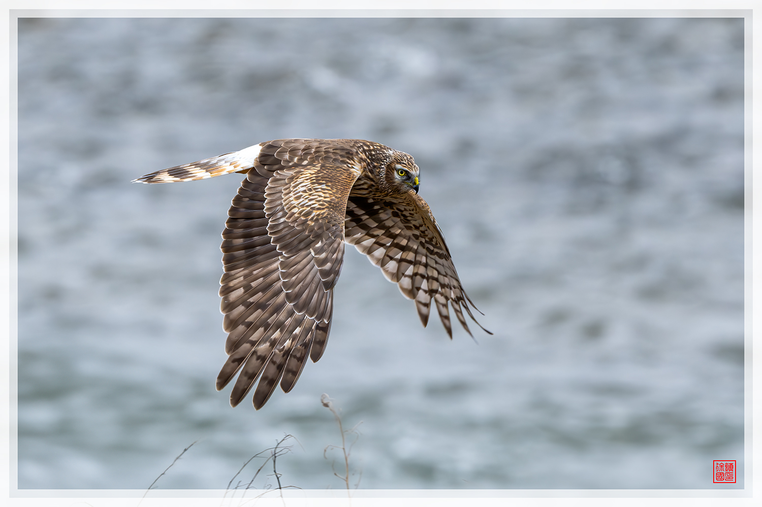 PHOTO BY  | NIKON Z 9 | 2024:02:02 09:45:25 | ISO-1100 | 1/1250 sec | f 6.3 | 600 mm | EV=0 | ● WIDTH:1500 pixels  HEIGHT:999 pixels