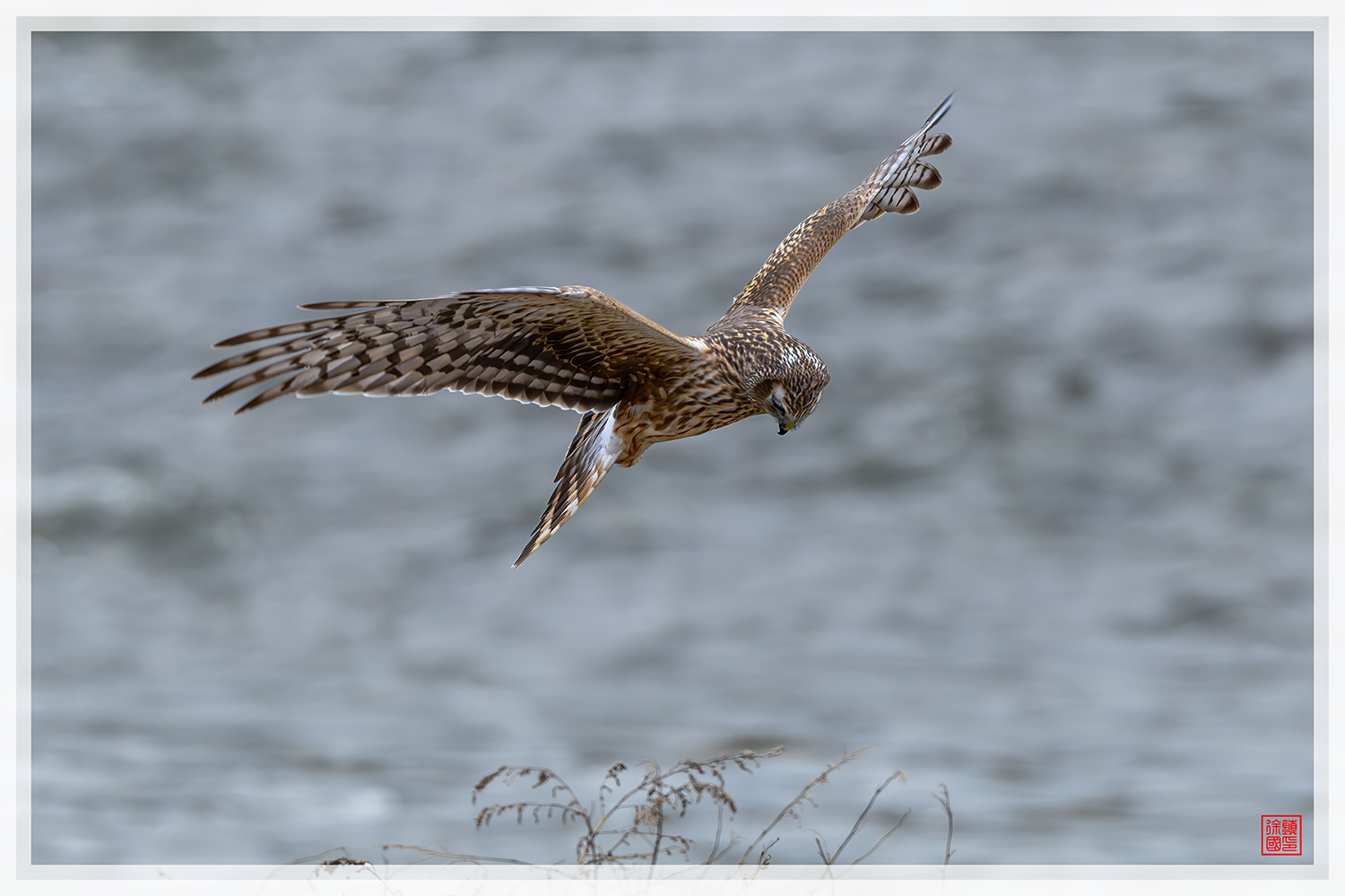 PHOTO BY  | NIKON Z 9 | 2024:02:02 09:45:26 | ISO-900 | 1/1250 sec | f 6.3 | 600 mm | EV=0 | ● WIDTH:1500 pixels  HEIGHT:999 pixels