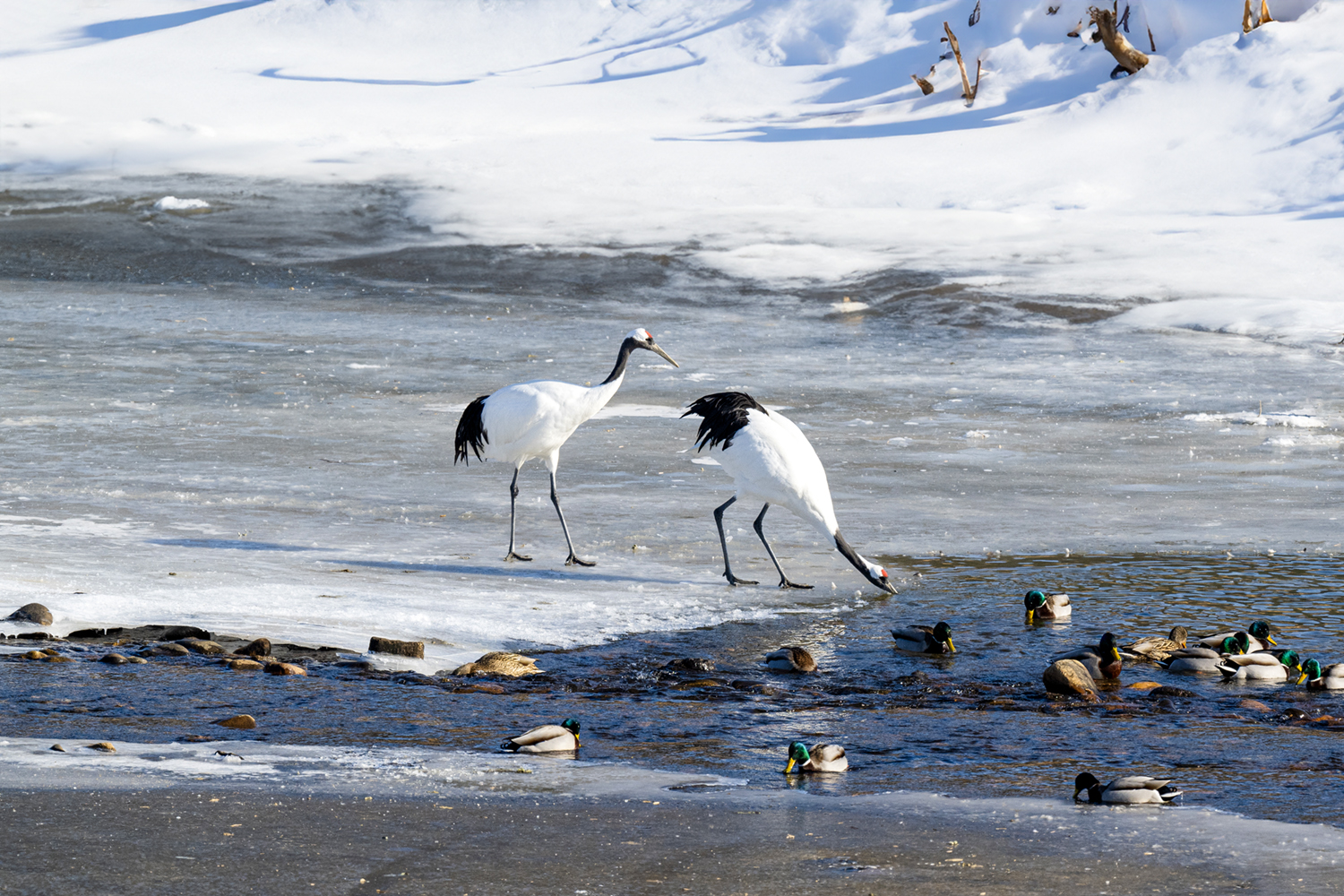 PHOTO BY park haesig | NIKON Z 9 | 2024:01:25 15:17:02 | ISO-560 | 1/2000 sec | f 6.3 | 600 mm | EV=0 | ● WIDTH:1500 pixels  HEIGHT:1000 pixels