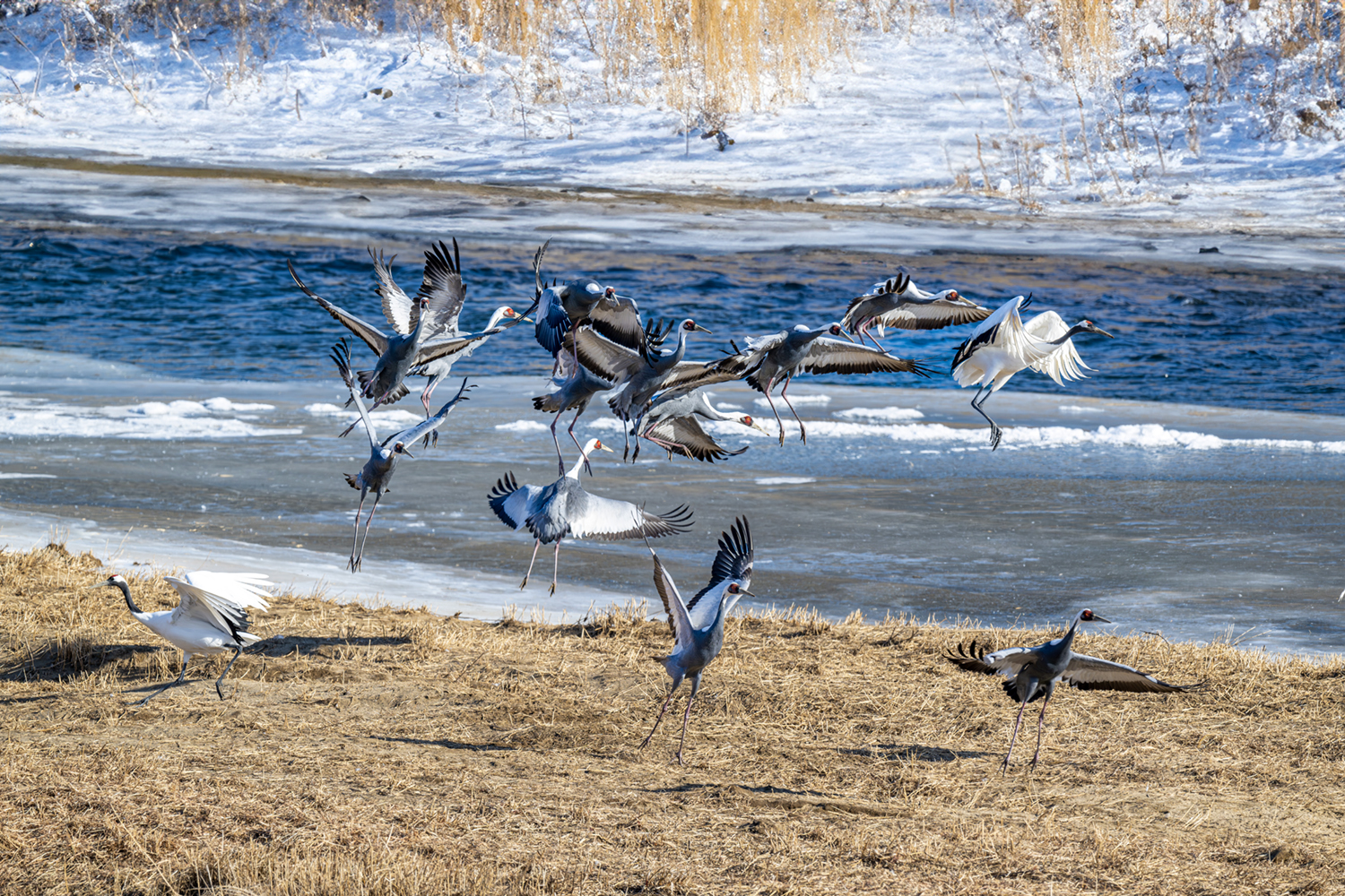 PHOTO BY park haesig | NIKON Z 9 | 2024:01:25 15:22:21 | ISO-500 | 1/2000 sec | f 6.3 | 600 mm | EV=0 | ● WIDTH:1500 pixels  HEIGHT:1000 pixels