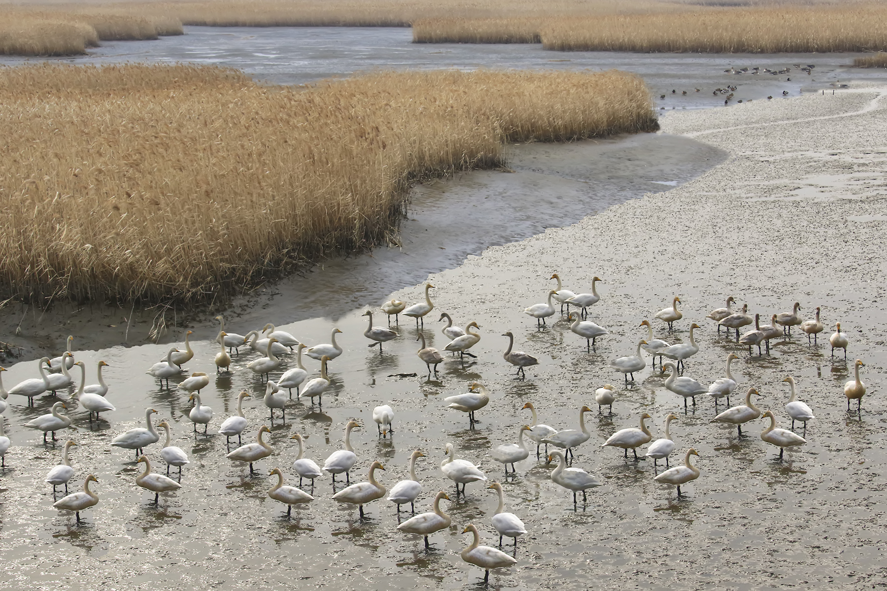 PHOTO BY WO2YA LAB | Canon EOS-1D X Mark II | 2024:01:15 15:59:29 | ISO-3200 | 1/2000 sec | f 14 | 286 mm | EV=0 | ● WIDTH:1800 pixels  HEIGHT:1200 pixels