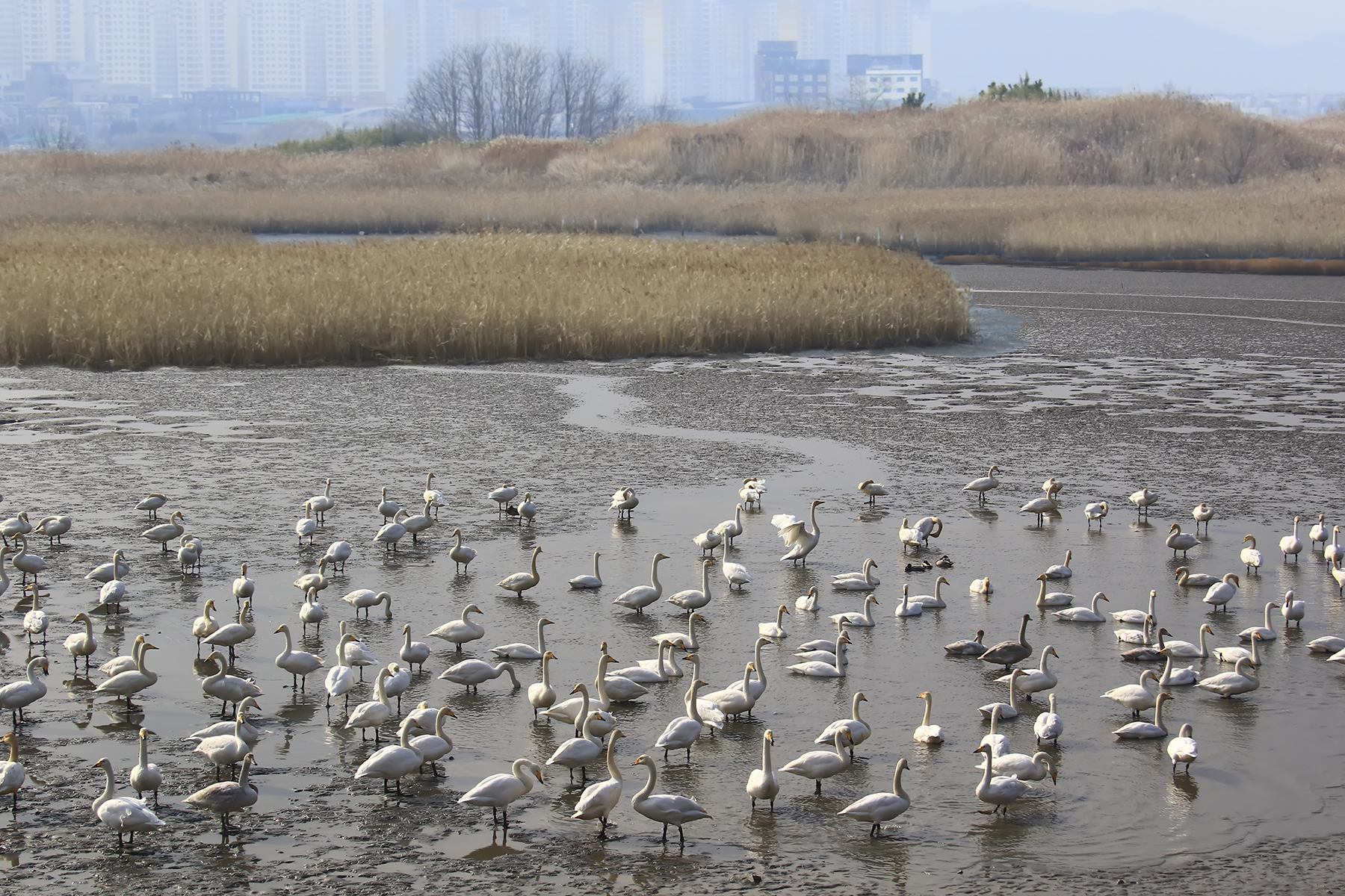 PHOTO BY WO2YA LAB | Canon EOS-1D X Mark II | 2024:01:15 16:00:48 | ISO-3200 | 1/2000 sec | f 22 | 271 mm | EV=0 | ● WIDTH:1800 pixels  HEIGHT:1200 pixels