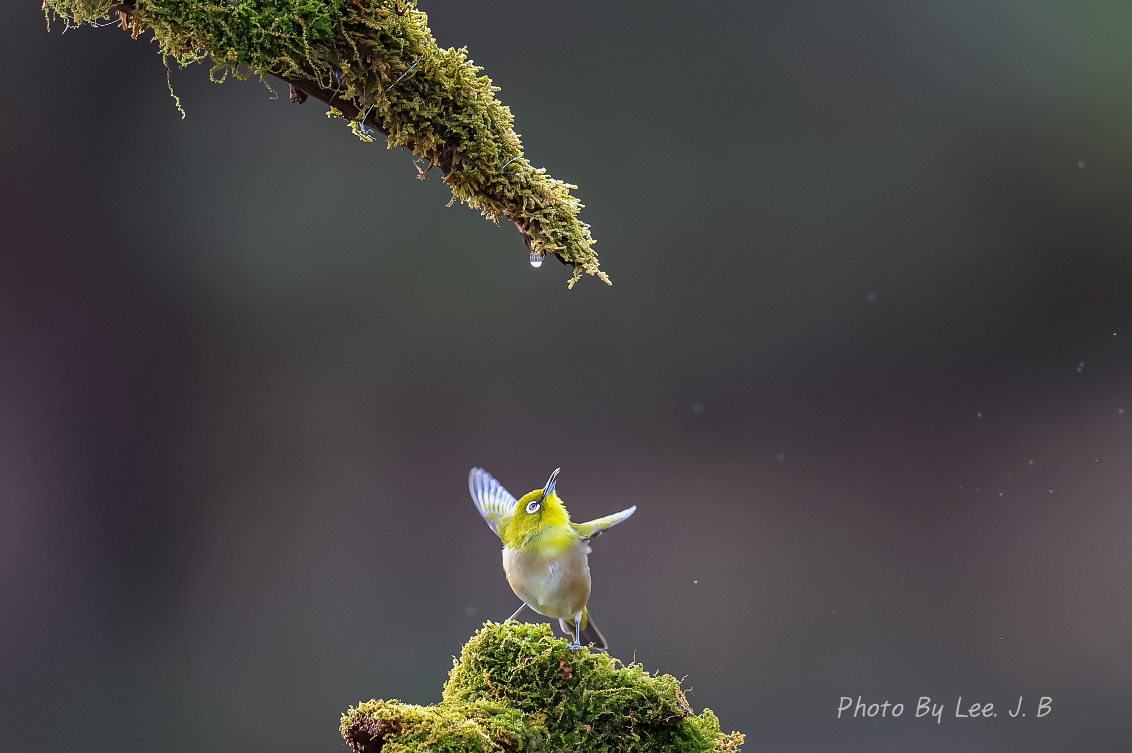 PHOTO BY  | Canon EOS R3 | 2024:01:01 13:03:02 | ISO-2000 | 1/1600 sec | f 4 | 600 mm | EV=-0.7 | ● WIDTH:2204 pixels  HEIGHT:1467 pixels