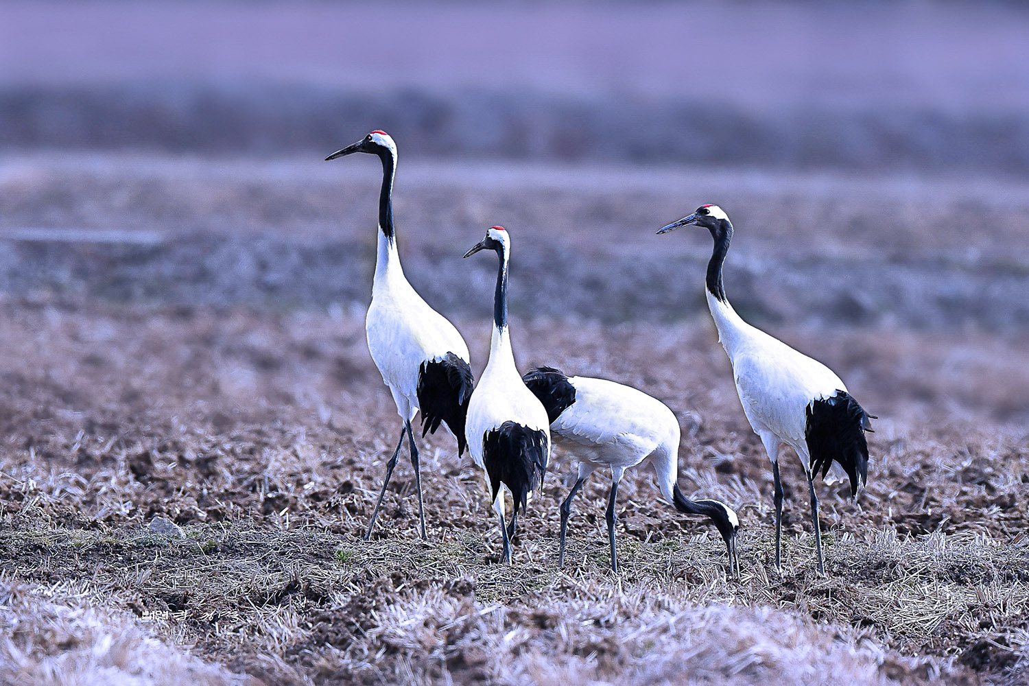 PHOTO BY  | KON CORPO |  | ISO- |  |  |  | EV=0 | ● WIDTH:  HEIGHT: