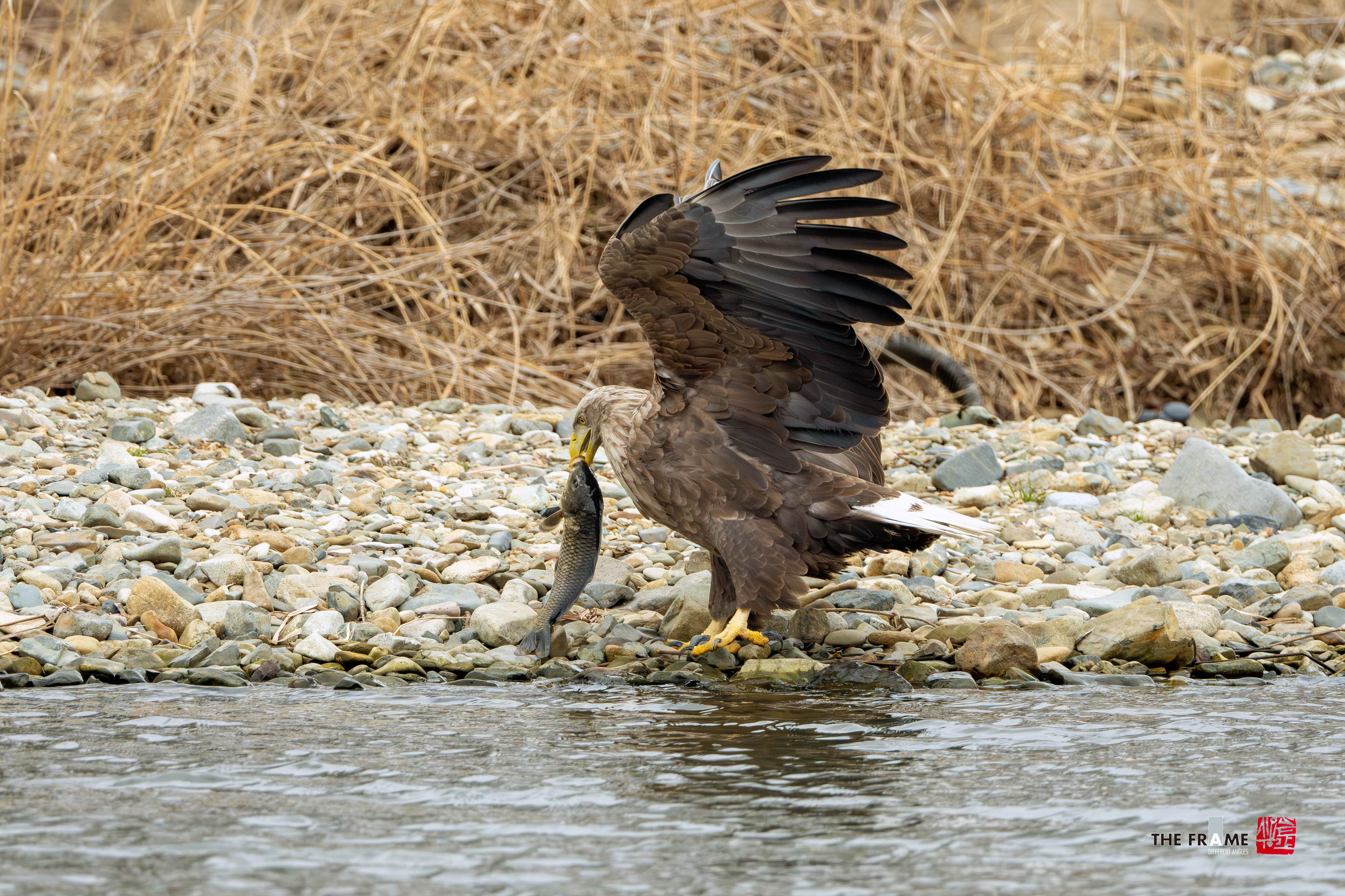 PHOTO BY  | NIKON Z 8 | 2024:02:03 10:17:00 | ISO-5000 | 1/1000 sec | f 8 | 1120 mm | EV=1 | ● WIDTH:  HEIGHT: