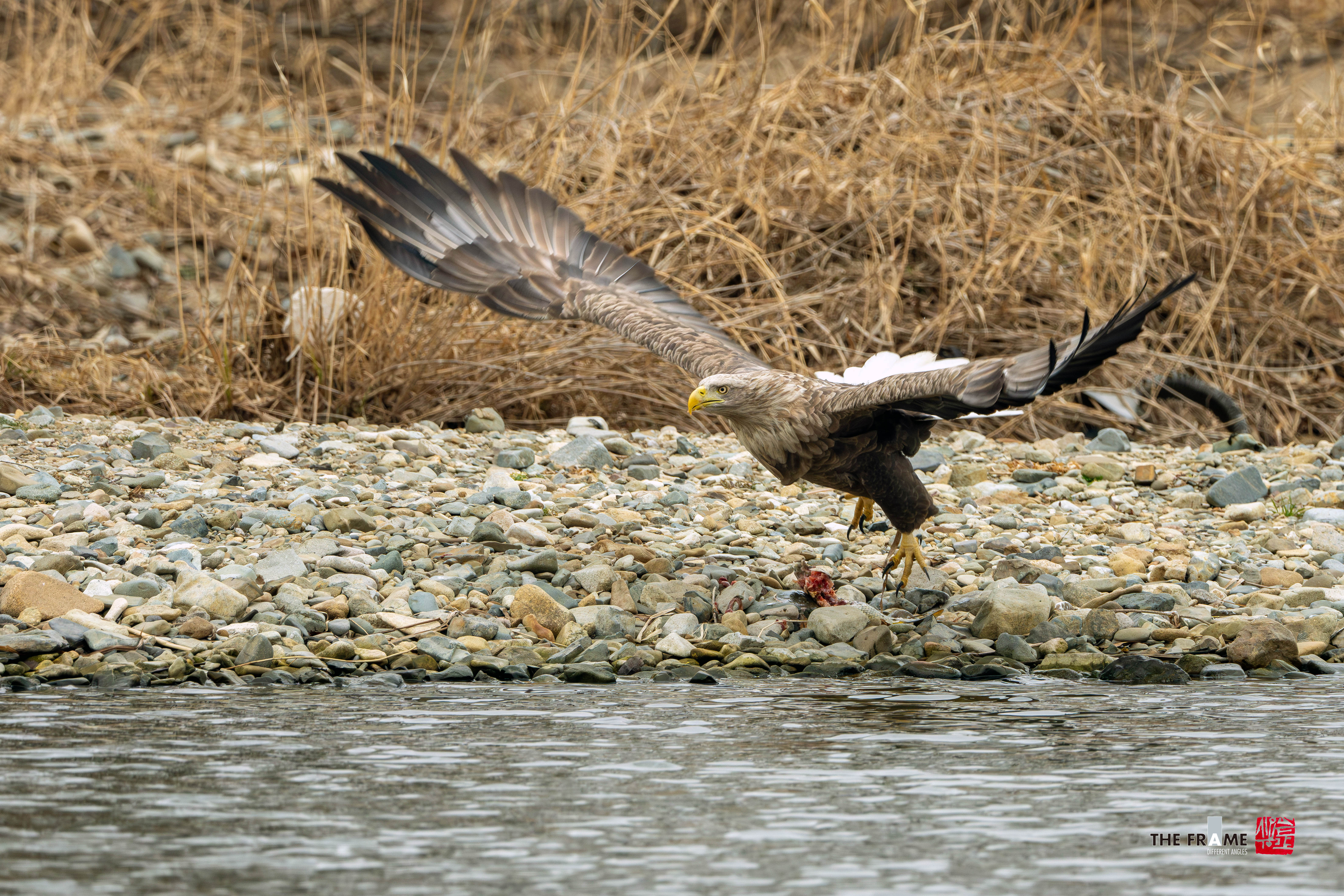 PHOTO BY  | NIKON Z 8 | 2024:02:03 10:35:47 | ISO-4000 | 1/1000 sec | f 8 | 1120 mm | EV=1 | ● WIDTH:  HEIGHT: