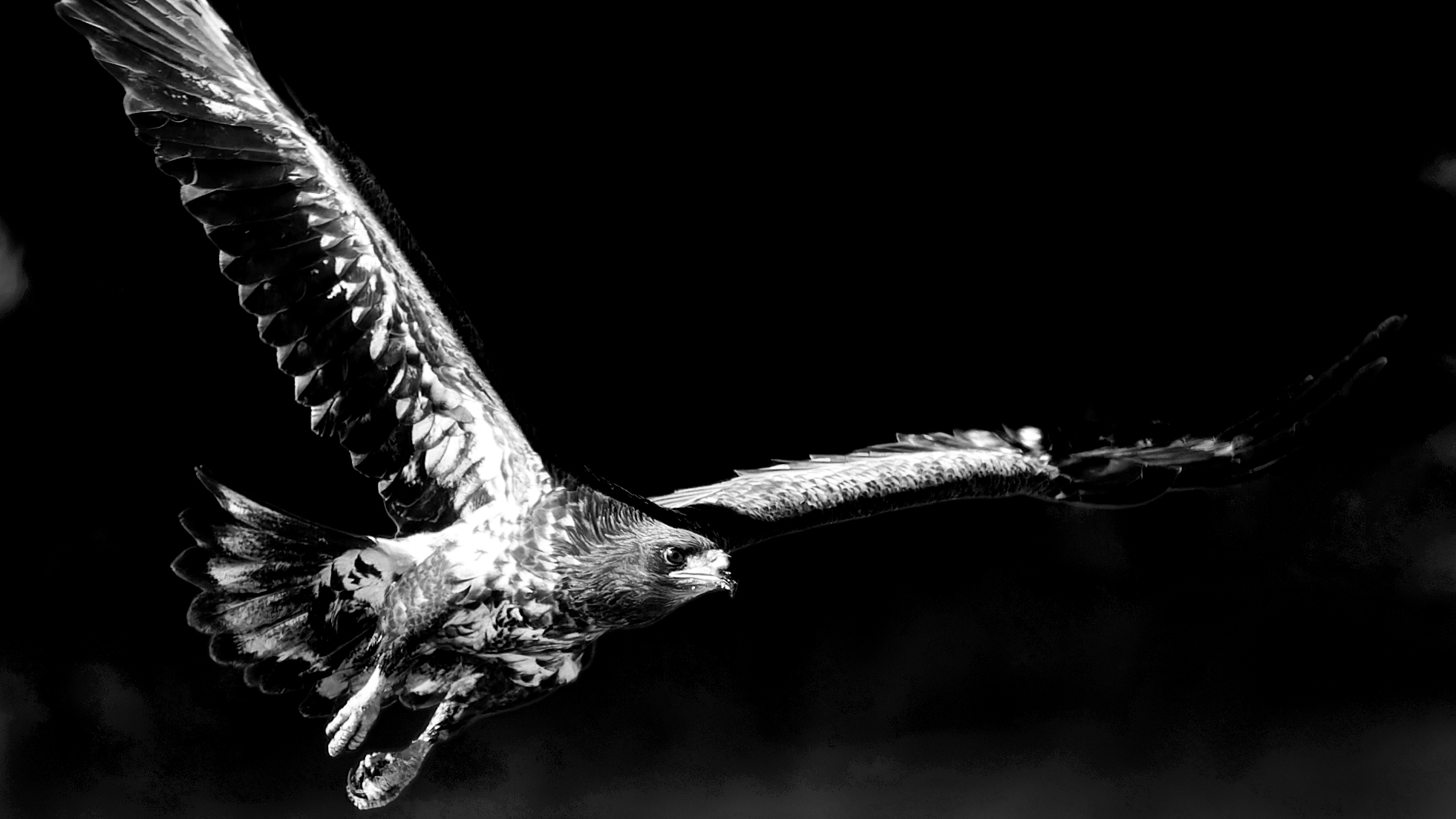 PHOTO BY  | Canon EOS R6 | 2024:01:30 13:13:47 | ISO-800 | 1/1250 sec | f 10 | 800 mm | EV=0 | ● WIDTH:1961 pixels  HEIGHT:1103 pixels