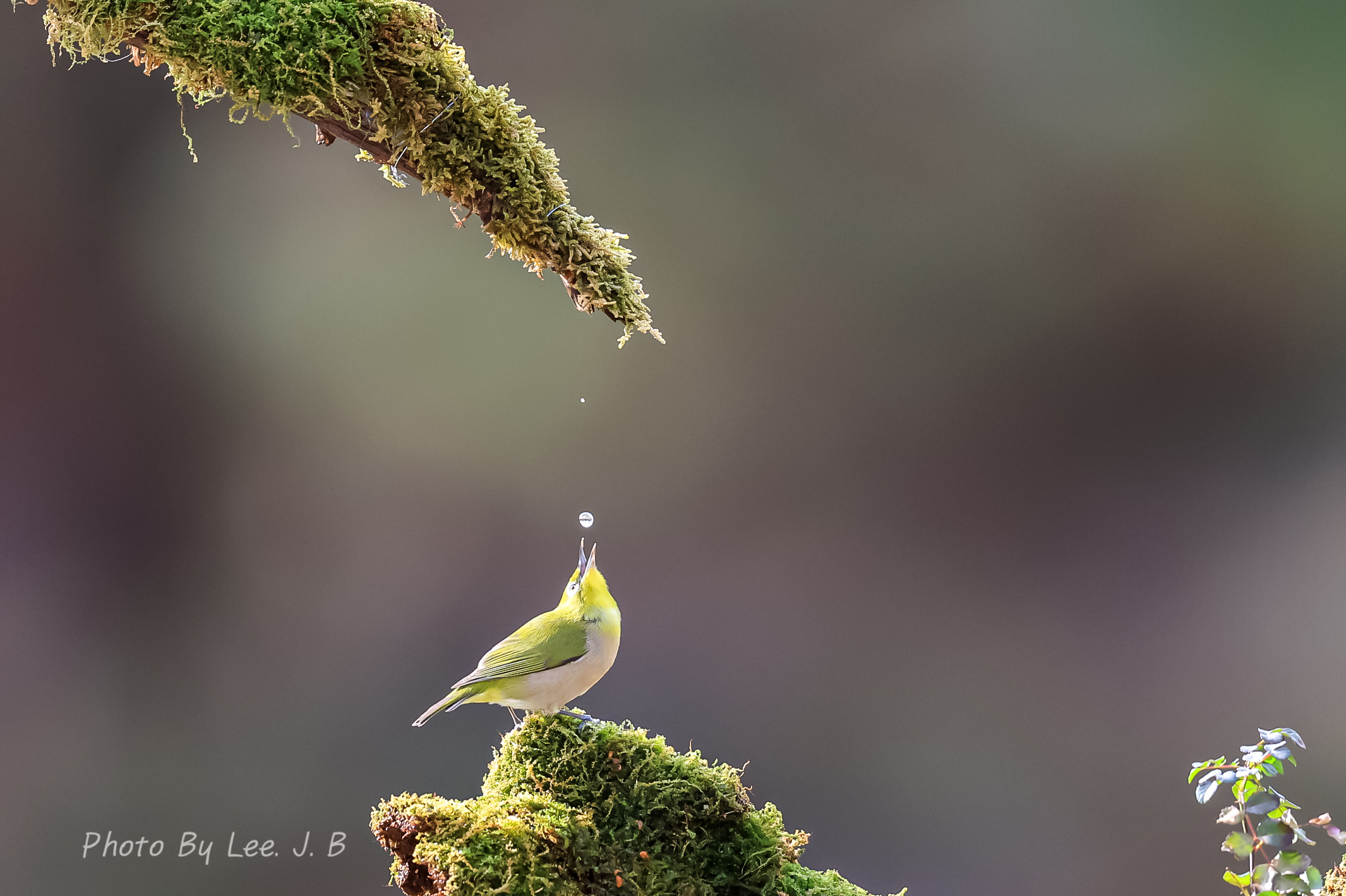 PHOTO BY  | Canon EOS R3 | 2024:01:01 13:04:31 | ISO-2000 | 1/3200 sec | f 4 | 600 mm | EV=-0.7 | ● WIDTH:2131 pixels  HEIGHT:1419 pixels