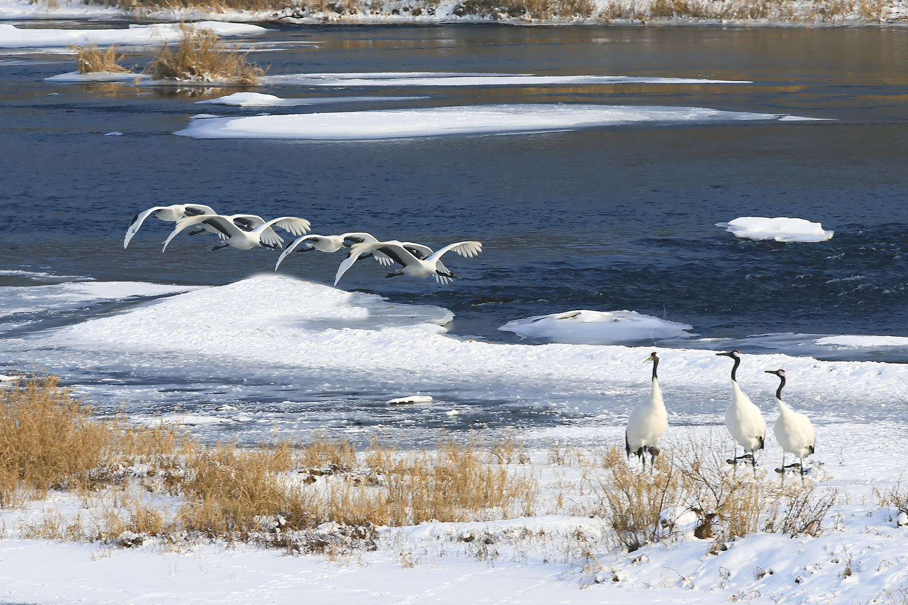 PHOTO BY WO2YA LAB | Canon EOS-1D X Mark II | 2024:01:15 16:00:49 | ISO-3200 | 1/2000 sec | f 25 | 271 mm | EV=0 | ● WIDTH:1800 pixels  HEIGHT:1200 pixels