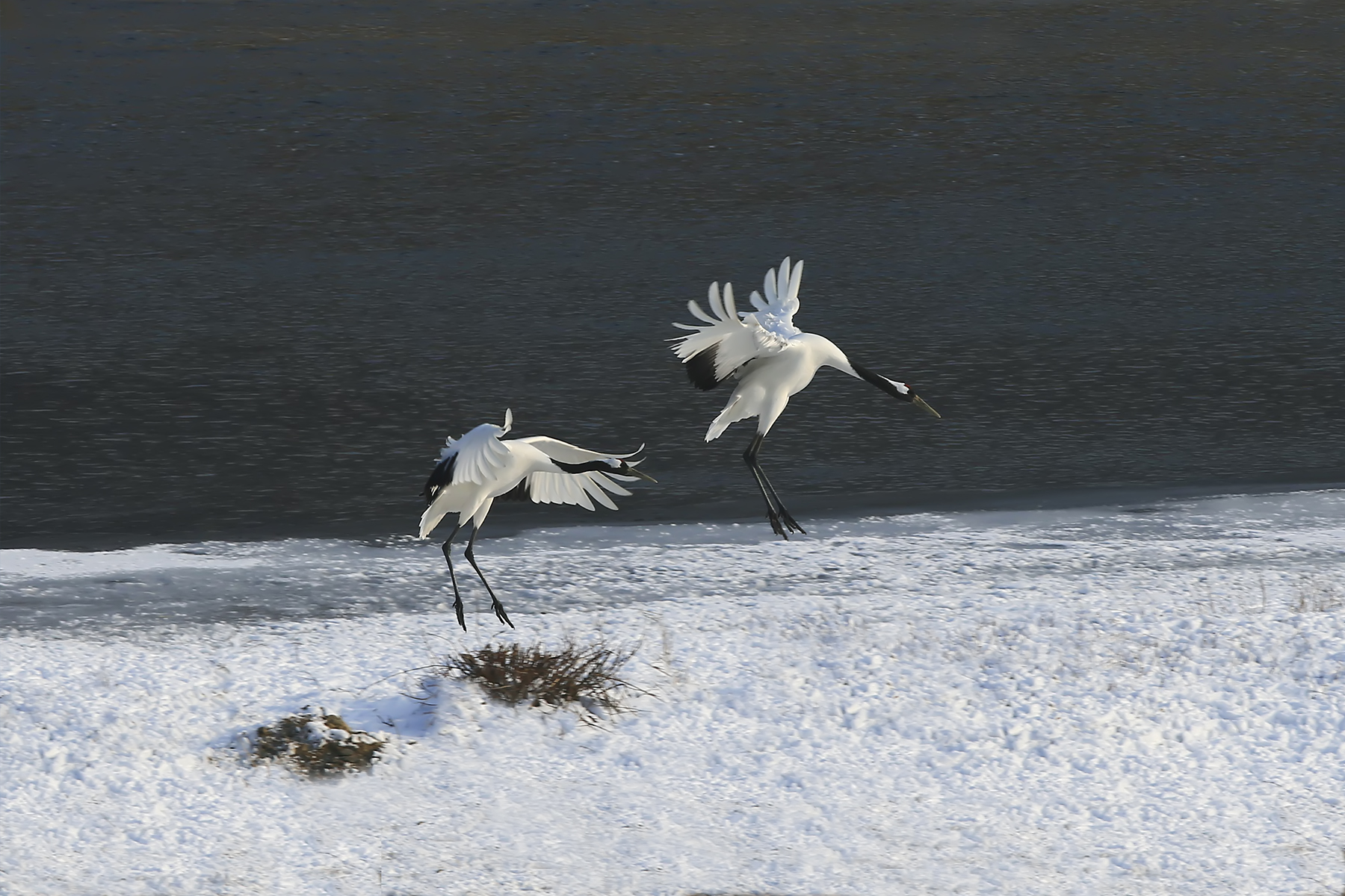 PHOTO BY WO2YA LAB | Canon EOS-1D X Mark II | 2024:01:15 16:00:49 | ISO-3200 | 1/2000 sec | f 25 | 271 mm | EV=0 | ● WIDTH:1800 pixels  HEIGHT:1200 pixels