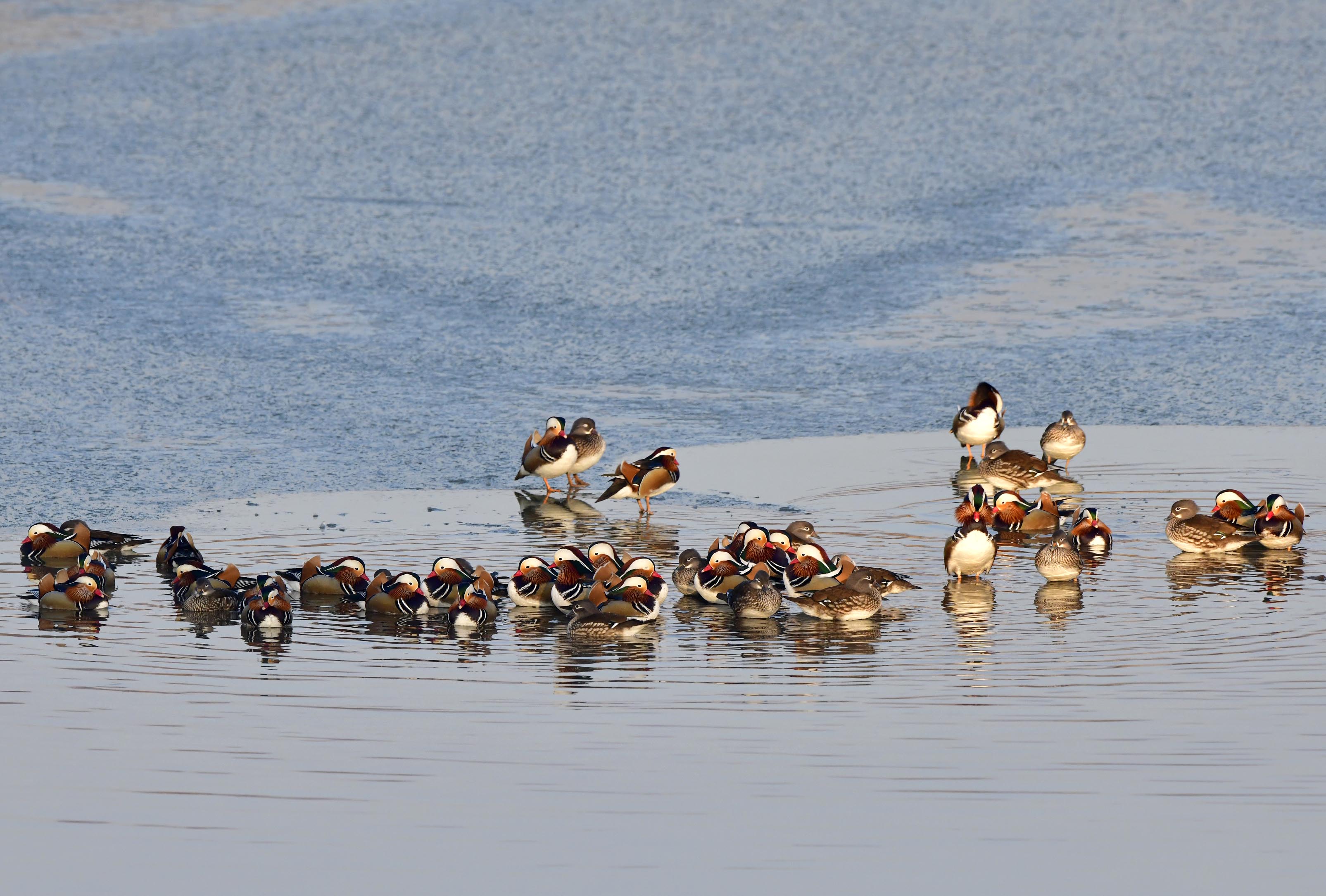 PHOTO BY  | NIKON D850 | 2024:01:30 08:28:31 | ISO-900 | 1/1600 sec | f 8 | 600 mm | EV=0 | ● WIDTH:3210 pixels  HEIGHT:2170 pixels