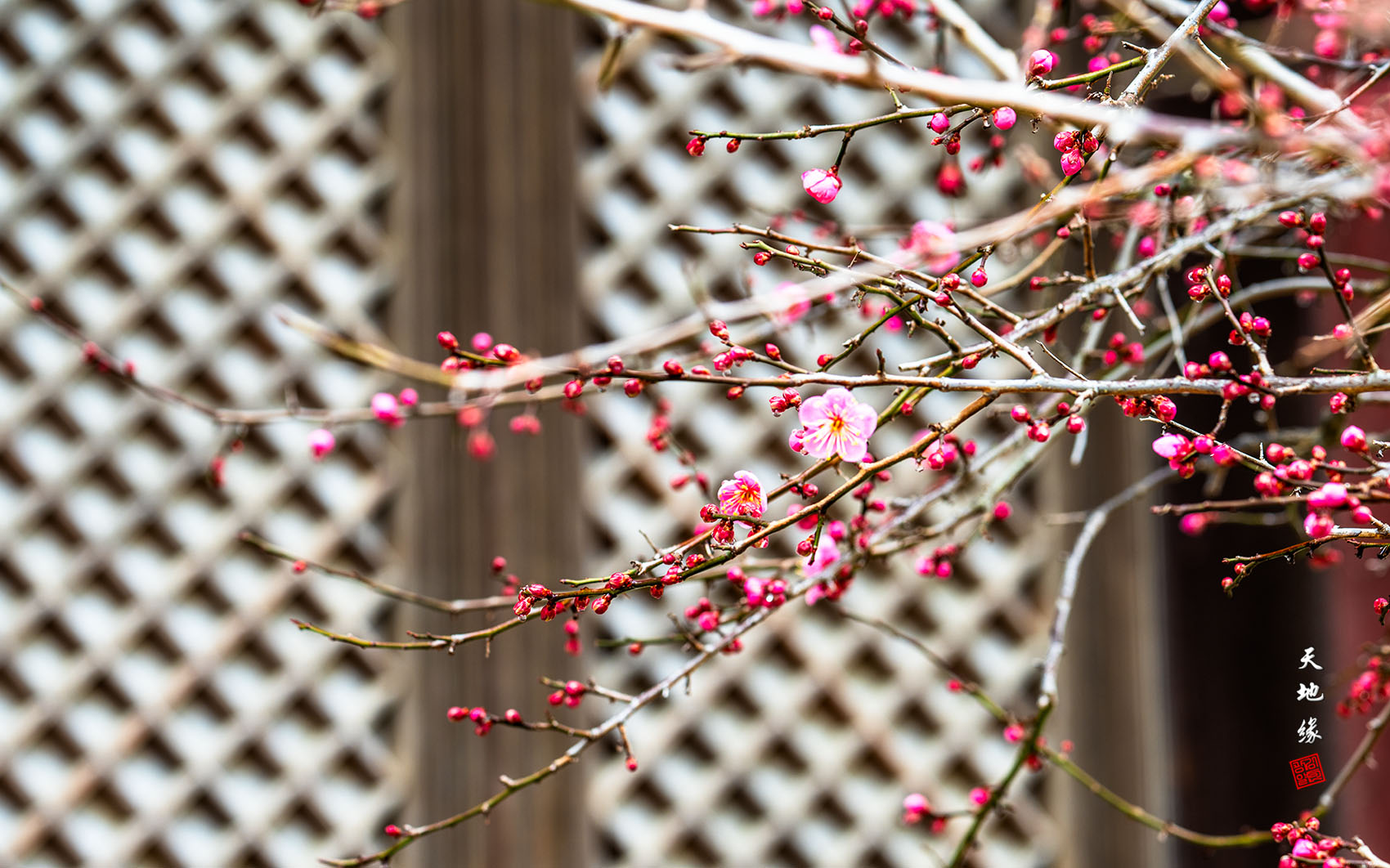 PHOTO BY KKY_CWANG_YEOL | NIKON Z 8 | 2024:02:04 11:19:25 | ISO-100 | 1/20 sec | f 7.1 | 155 mm | EV=0.3 | ● WIDTH:1700 pixels  HEIGHT:1062 pixels