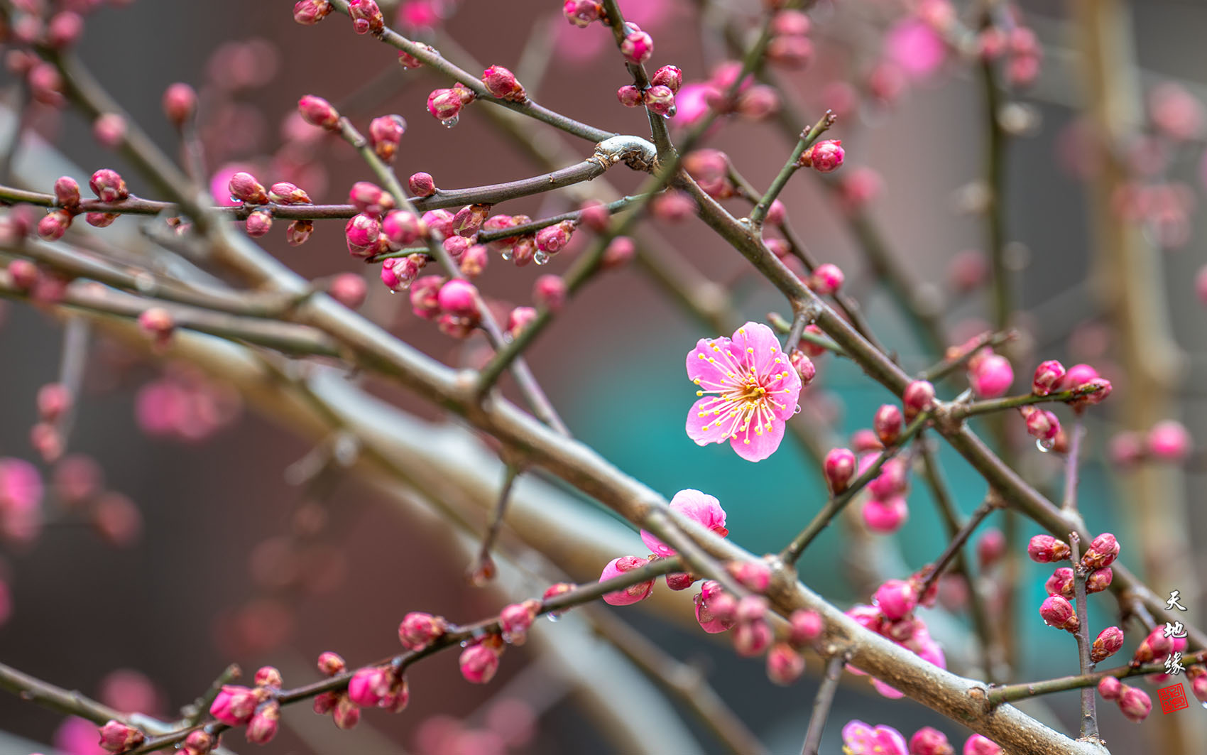 PHOTO BY KKY_CWANG_YEOL | NIKON Z 8 | 2024:02:04 11:20:25 | ISO-100 | 1/20 sec | f 7.1 | 380 mm | EV=0.3 | ● WIDTH:1700 pixels  HEIGHT:1063 pixels