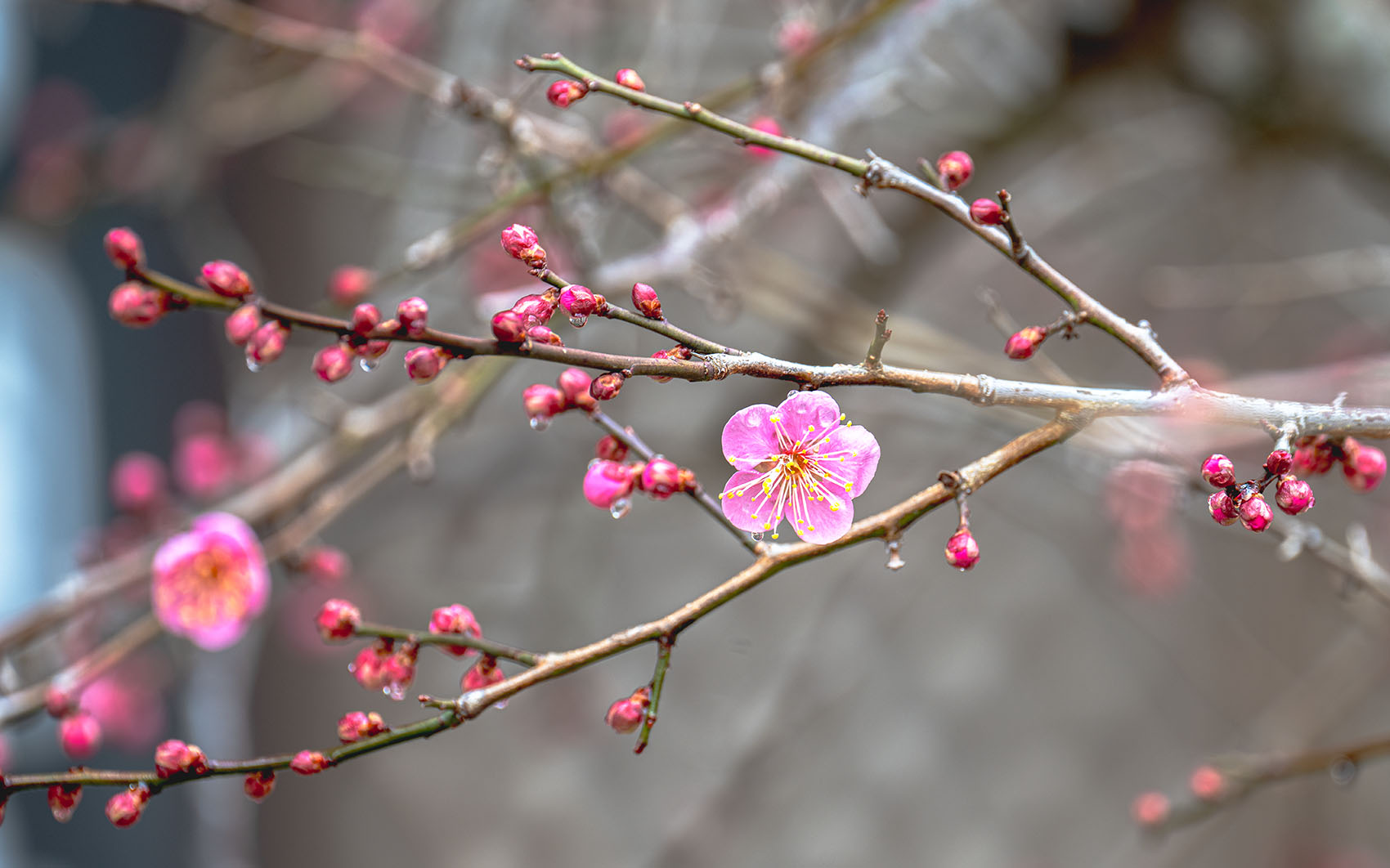 PHOTO BY KKY_CWANG_YEOL | NIKON Z 8 | 2024:02:04 11:22:42 | ISO-100 | 1/20 sec | f 7.1 | 400 mm | EV=0.3 | ● WIDTH:1700 pixels  HEIGHT:1062 pixels