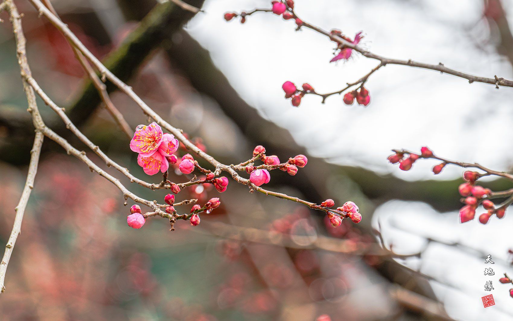 PHOTO BY KKY_CWANG_YEOL | NIKON Z 8 | 2024:02:04 11:23:54 | ISO-100 | 1/40 sec | f 8 | 280 mm | EV=0.3 | ● WIDTH:1700 pixels  HEIGHT:1063 pixels