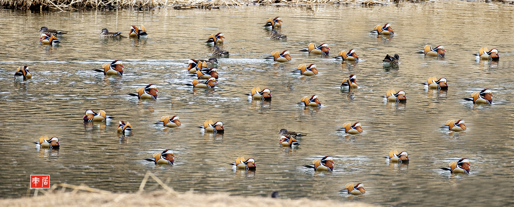 PHOTO BY changickheun | Canon EOS-1D X Mark III | 2024:02:03 13:48:01 | ISO-800 | 1/800 sec | f 4.5 | 600 mm | EV=0 | ● WIDTH:1800 pixels  HEIGHT:726 pixels