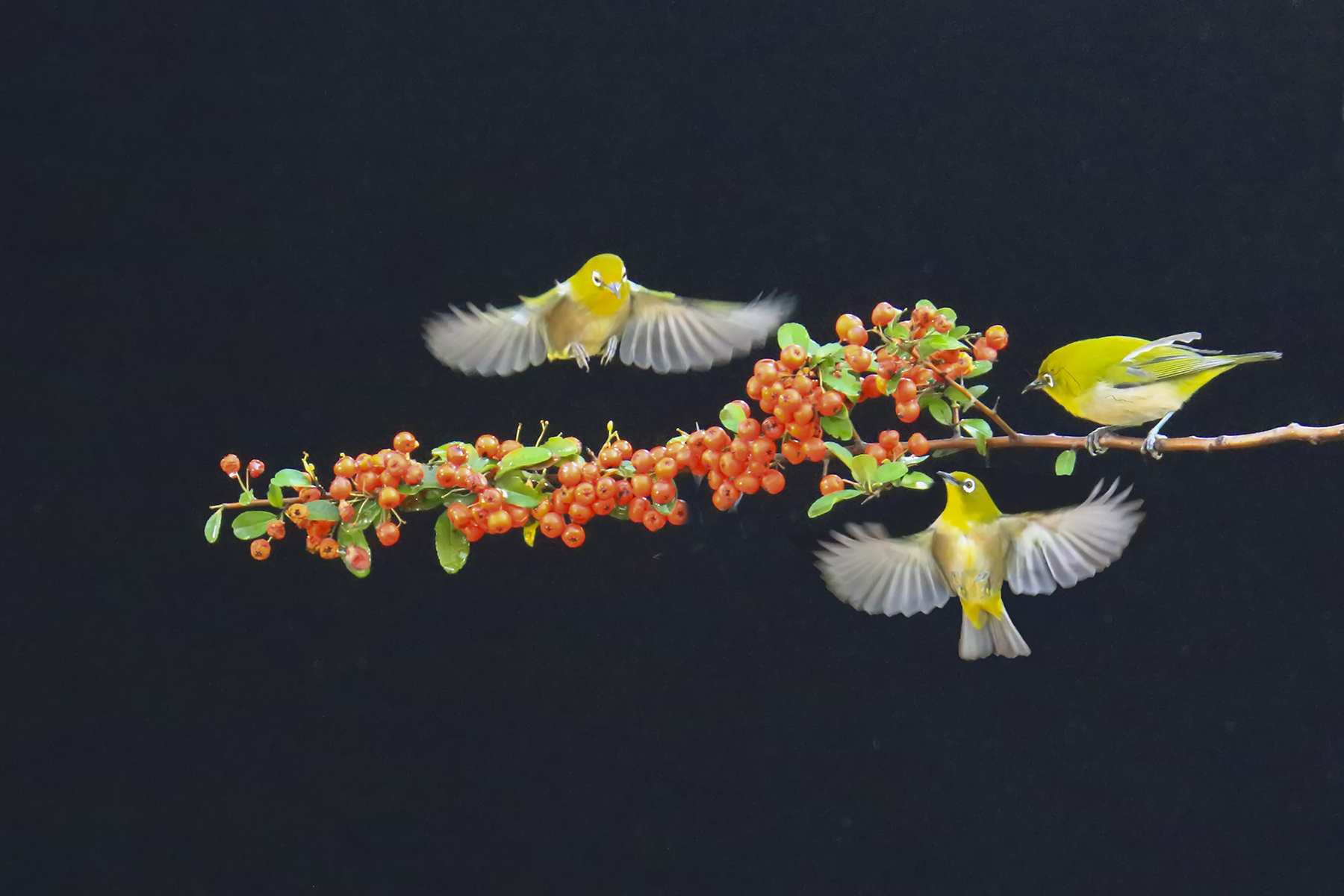 PHOTO BY WO2YA LAB | Canon EOS-1D X Mark II | 2024:01:15 16:00:49 | ISO-3200 | 1/2000 sec | f 25 | 271 mm | EV=0 | ● WIDTH:1800 pixels  HEIGHT:1200 pixels