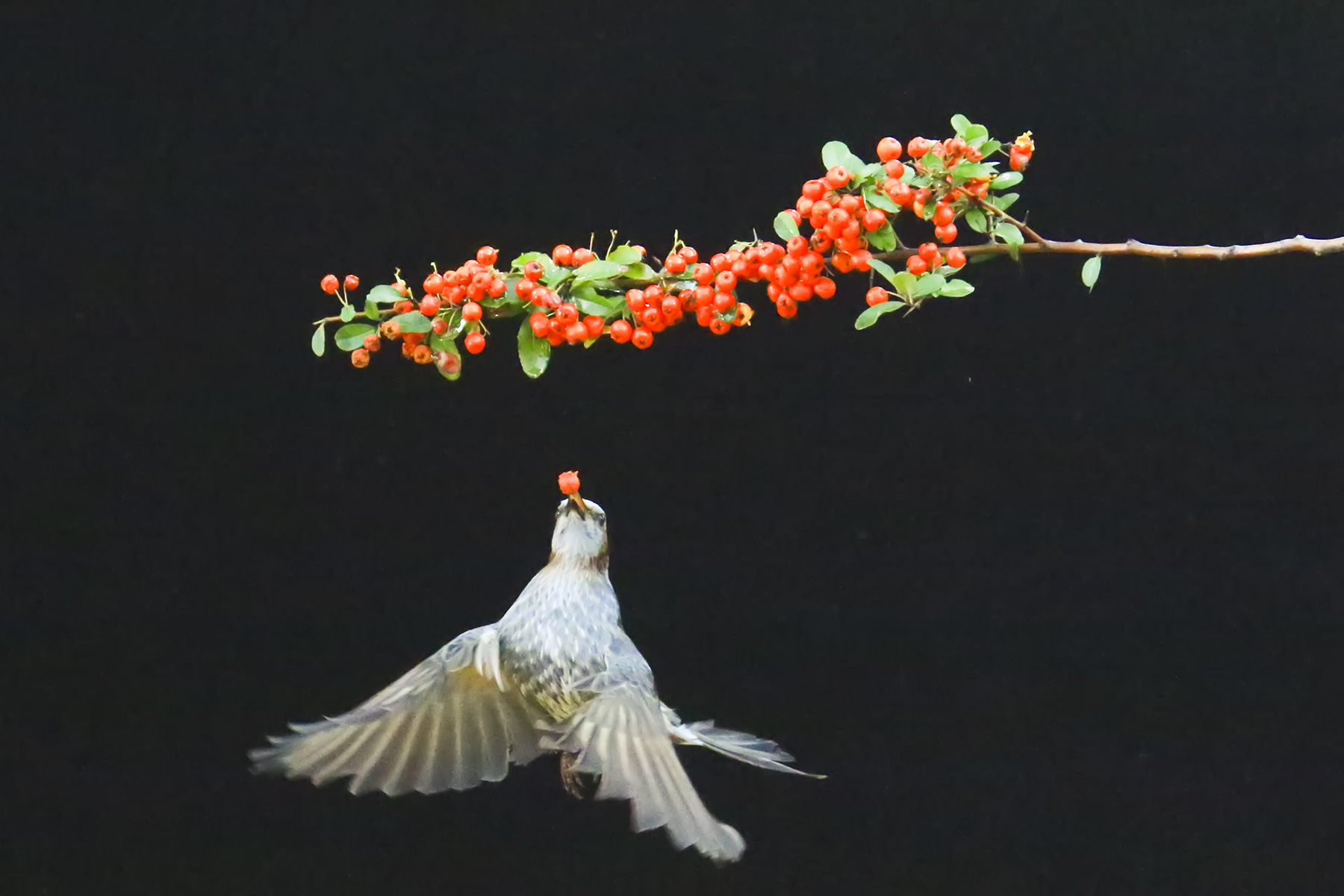 PHOTO BY WO2YA LAB | Canon EOS-1D X Mark II | 2024:01:15 16:00:49 | ISO-3200 | 1/2000 sec | f 25 | 271 mm | EV=0 | ● WIDTH:1800 pixels  HEIGHT:1200 pixels