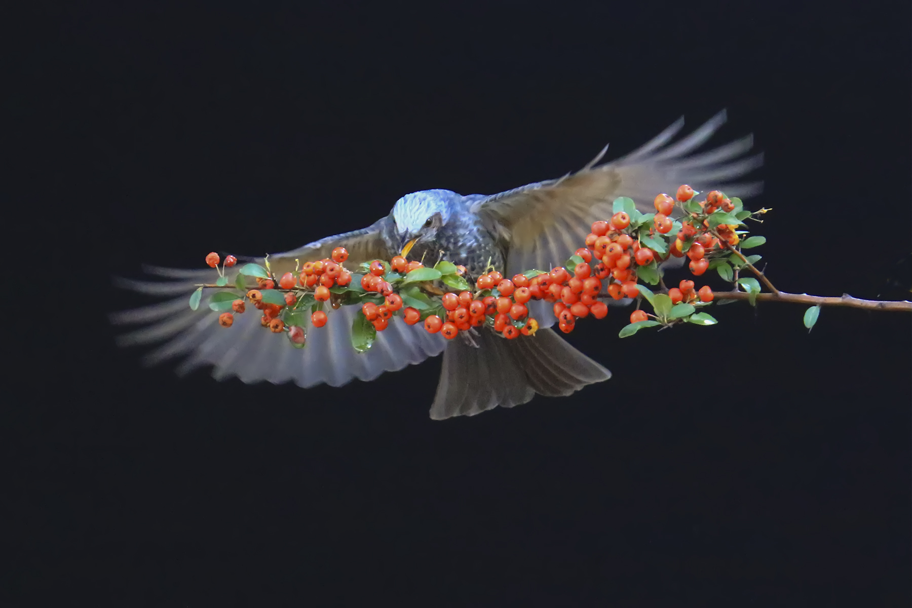 PHOTO BY WO2YA LAB | Canon EOS-1D X Mark II | 2024:01:15 16:00:49 | ISO-3200 | 1/2000 sec | f 25 | 271 mm | EV=0 | ● WIDTH:1800 pixels  HEIGHT:1200 pixels