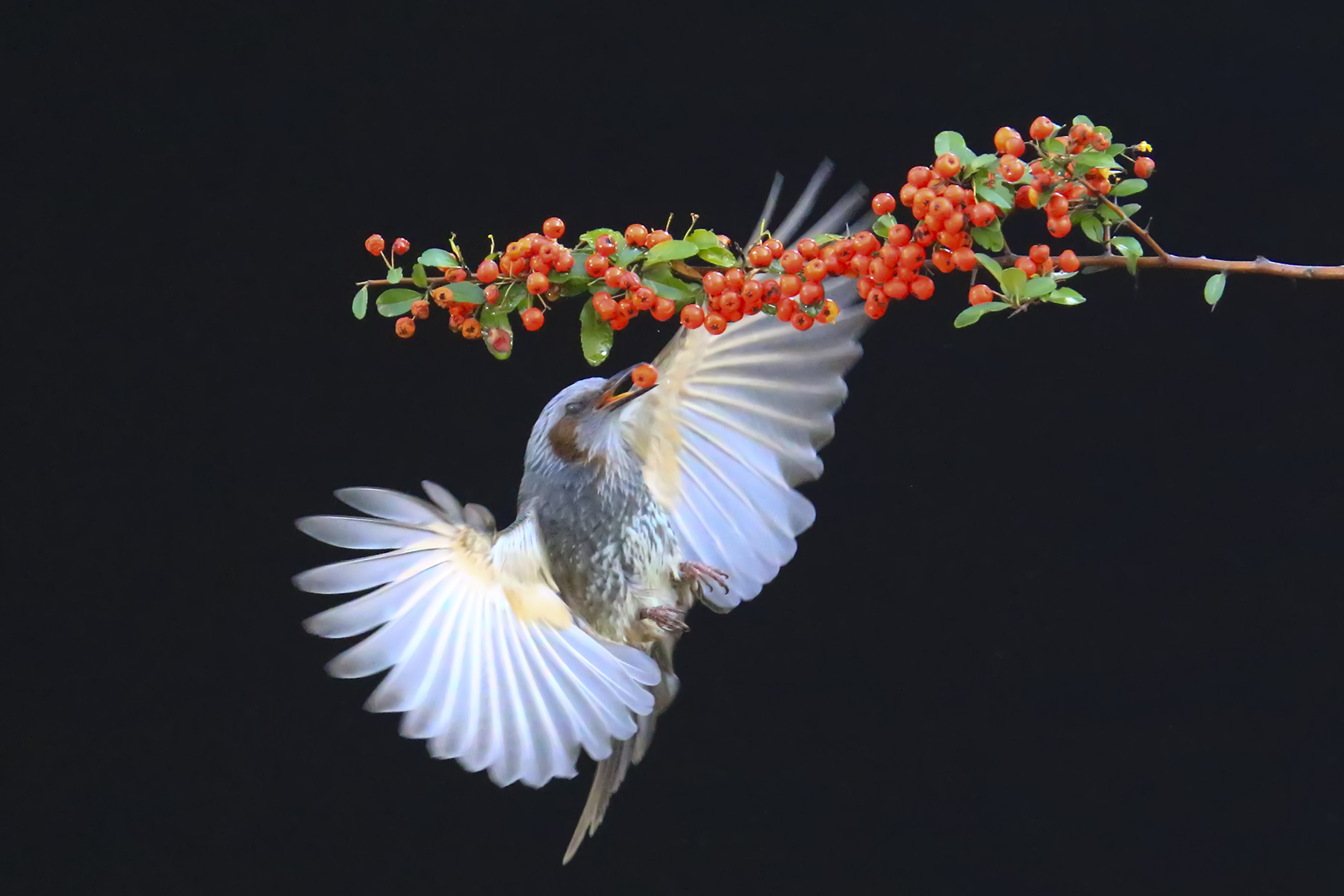 PHOTO BY WO2YA LAB | Canon EOS-1D X Mark II | 2024:01:15 16:00:49 | ISO-3200 | 1/2000 sec | f 25 | 271 mm | EV=0 | ● WIDTH:1800 pixels  HEIGHT:1200 pixels