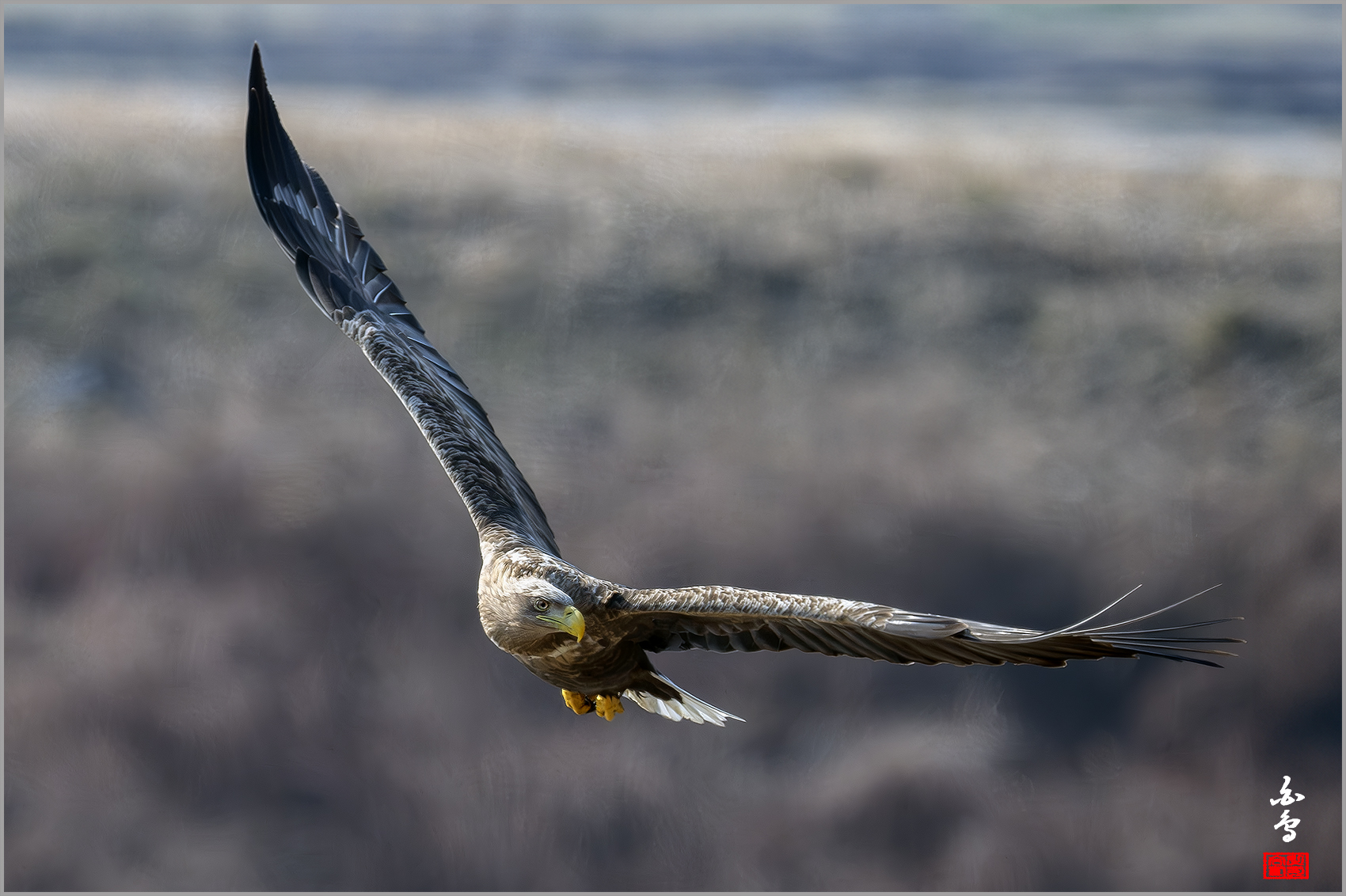 PHOTO BY  | NIKON Z 9 | 2024:01:30 12:26:19 | ISO-640 | 1/2000 sec | f 7.1 | 840 mm | EV=-0.3 | ● WIDTH:1700 pixels  HEIGHT:1132 pixels