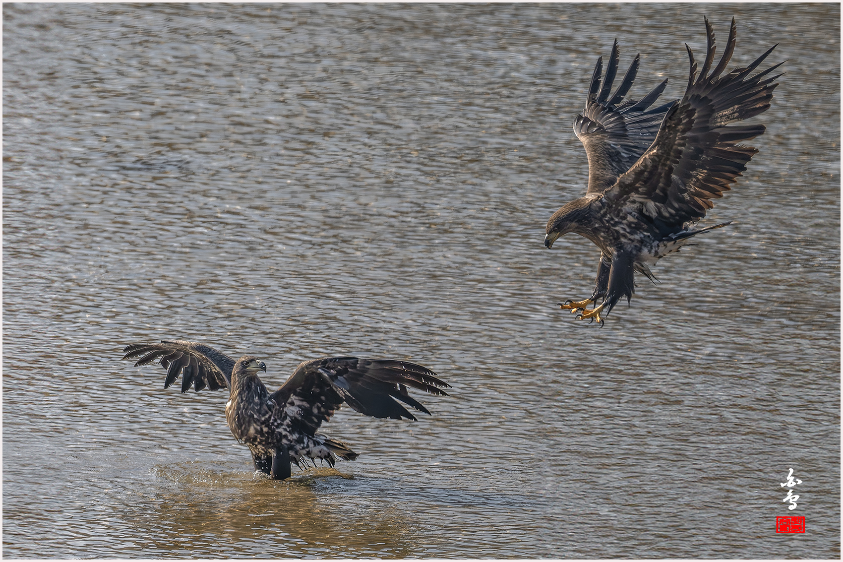 PHOTO BY  | NIKON Z 9 | 2024:01:30 12:55:58 | ISO-640 | 1/6400 sec | f 7.1 | 840 mm | EV=-0.7 | ● WIDTH:1700 pixels  HEIGHT:1133 pixels