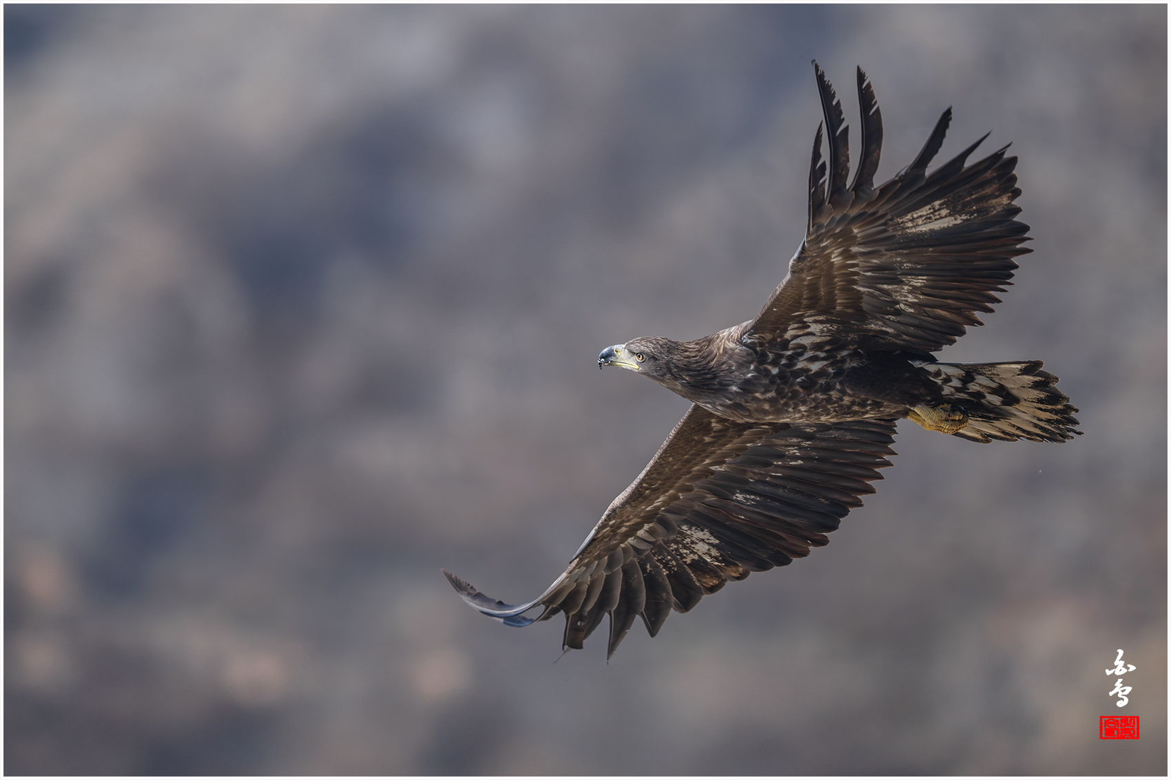 PHOTO BY  | NIKON Z 9 | 2024:01:30 12:21:31 | ISO-640 | 1/2000 sec | f 7.1 | 840 mm | EV=-0.3 | ● WIDTH:1700 pixels  HEIGHT:1133 pixels