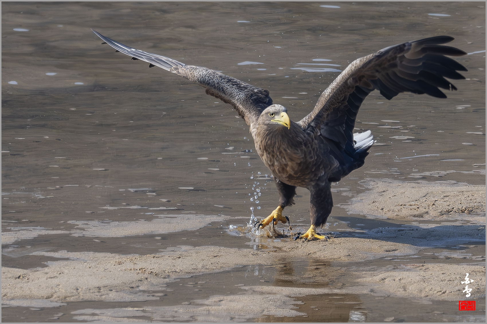 PHOTO BY  | NIKON Z 9 | 2024:01:30 12:32:49 | ISO-640 | 1/2500 sec | f 7.1 | 840 mm | EV=-0.7 | ● WIDTH:1700 pixels  HEIGHT:1132 pixels