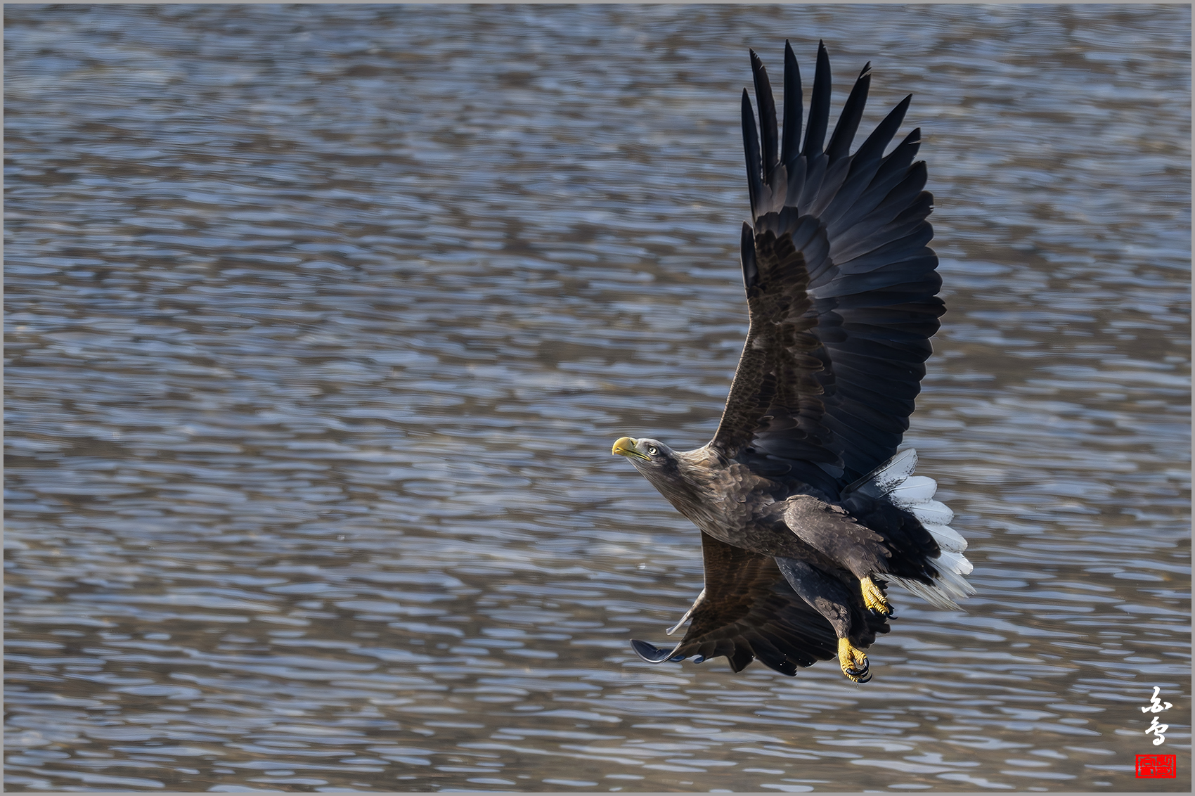 PHOTO BY  | NIKON Z 9 | 2024:01:30 12:32:54 | ISO-640 | 1/2500 sec | f 7.1 | 840 mm | EV=-0.7 | ● WIDTH:1700 pixels  HEIGHT:1132 pixels