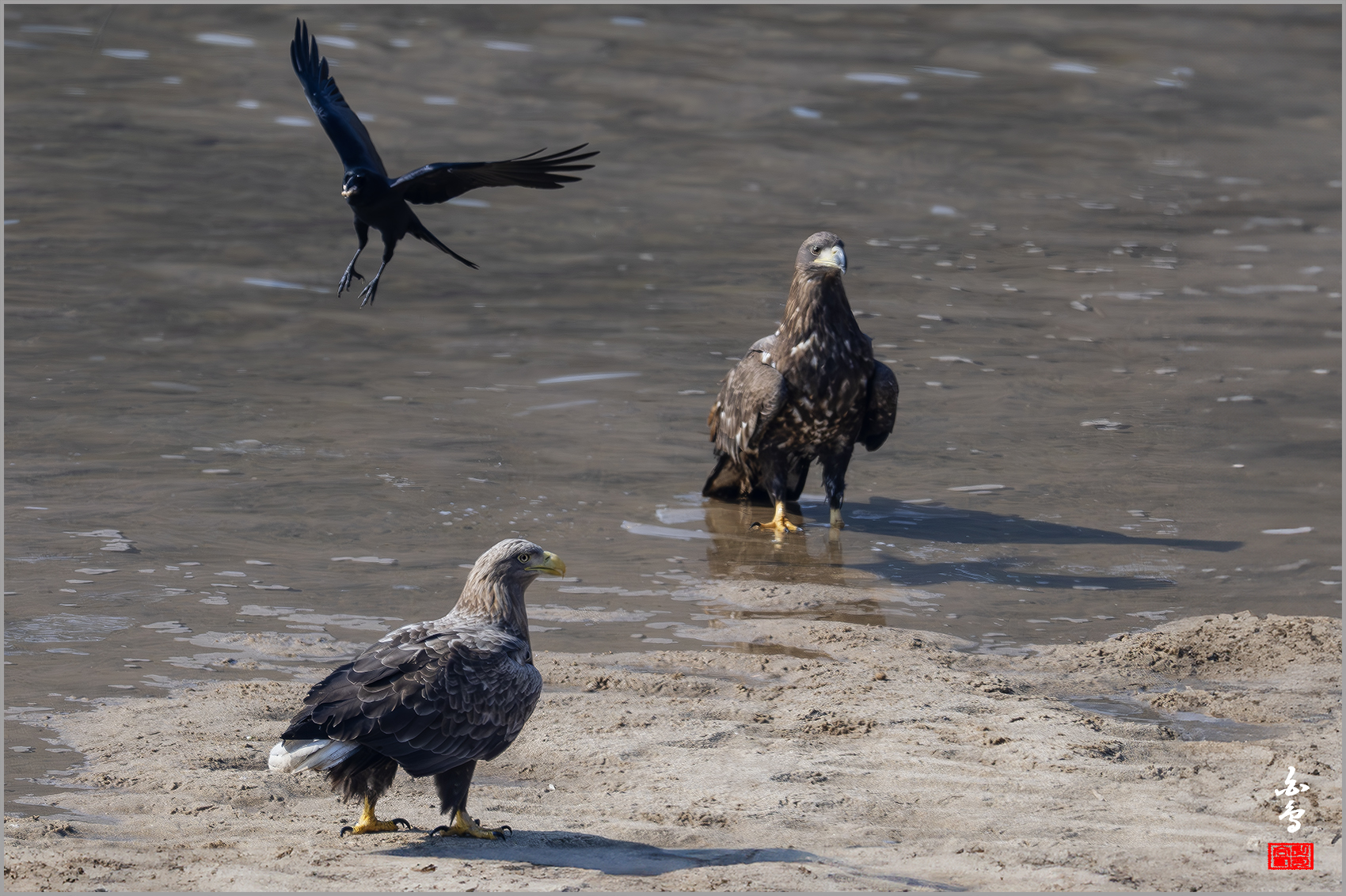 PHOTO BY  | NIKON Z 9 | 2024:01:30 12:34:29 | ISO-640 | 1/2500 sec | f 7.1 | 840 mm | EV=-0.7 | ● WIDTH:1700 pixels  HEIGHT:1132 pixels