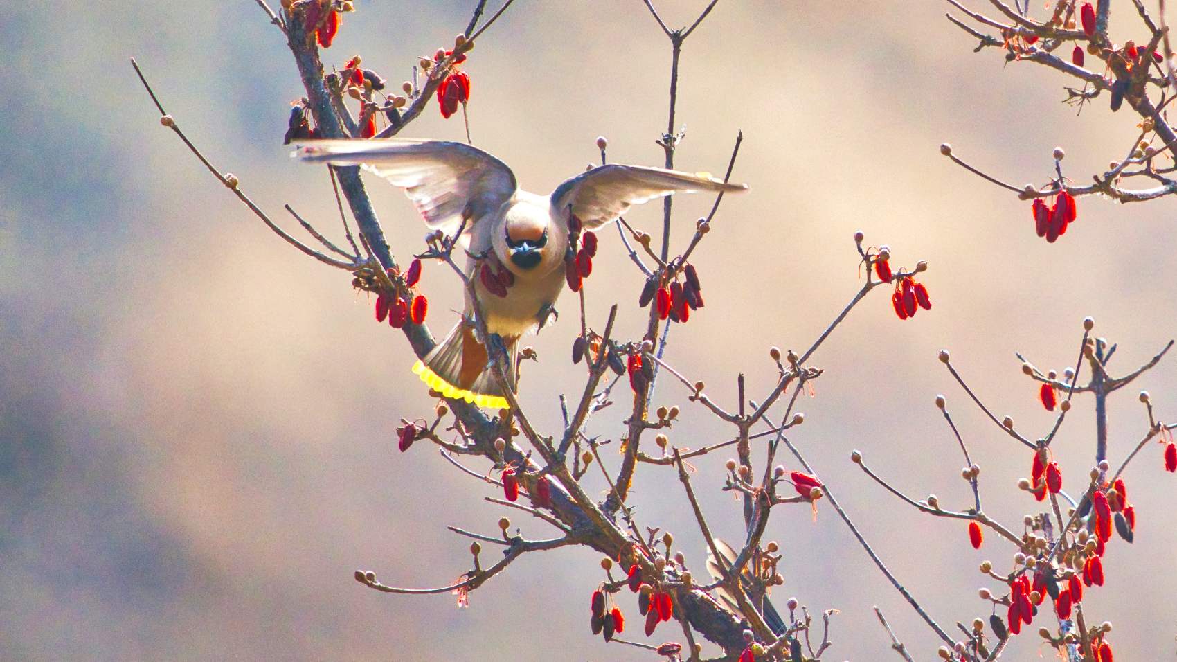 PHOTO BY  | ILCE-7RM5 | 2024:02:01 11:40:23 | ISO-1000 | 1/2500 sec | f 6.3 | 600 mm | EV=-0.3 | ● WIDTH:1700 pixels  HEIGHT:956 pixels