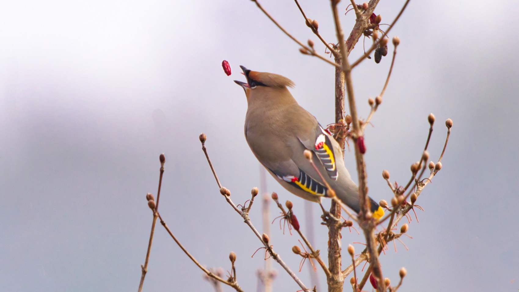 PHOTO BY  | ILCE-7RM5 | 2024:02:01 12:12:59 | ISO-320 | 1/2500 sec | f 6.3 | 496.5 mm | EV=-0.3 | ● WIDTH:1700 pixels  HEIGHT:956 pixels