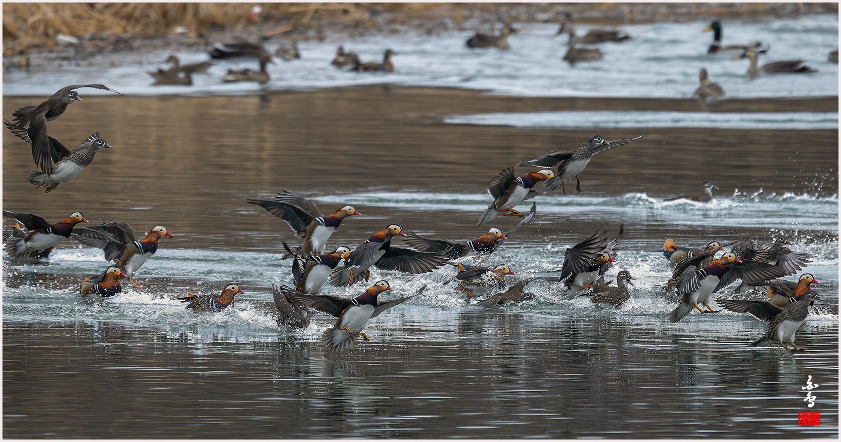 PHOTO BY  | NIKON Z 9 | 2024:02:04 10:19:09 | ISO-1600 | 1/1250 sec | f 6.3 | 840 mm | EV=0 | ● WIDTH:0 pixels  HEIGHT:0 pixels