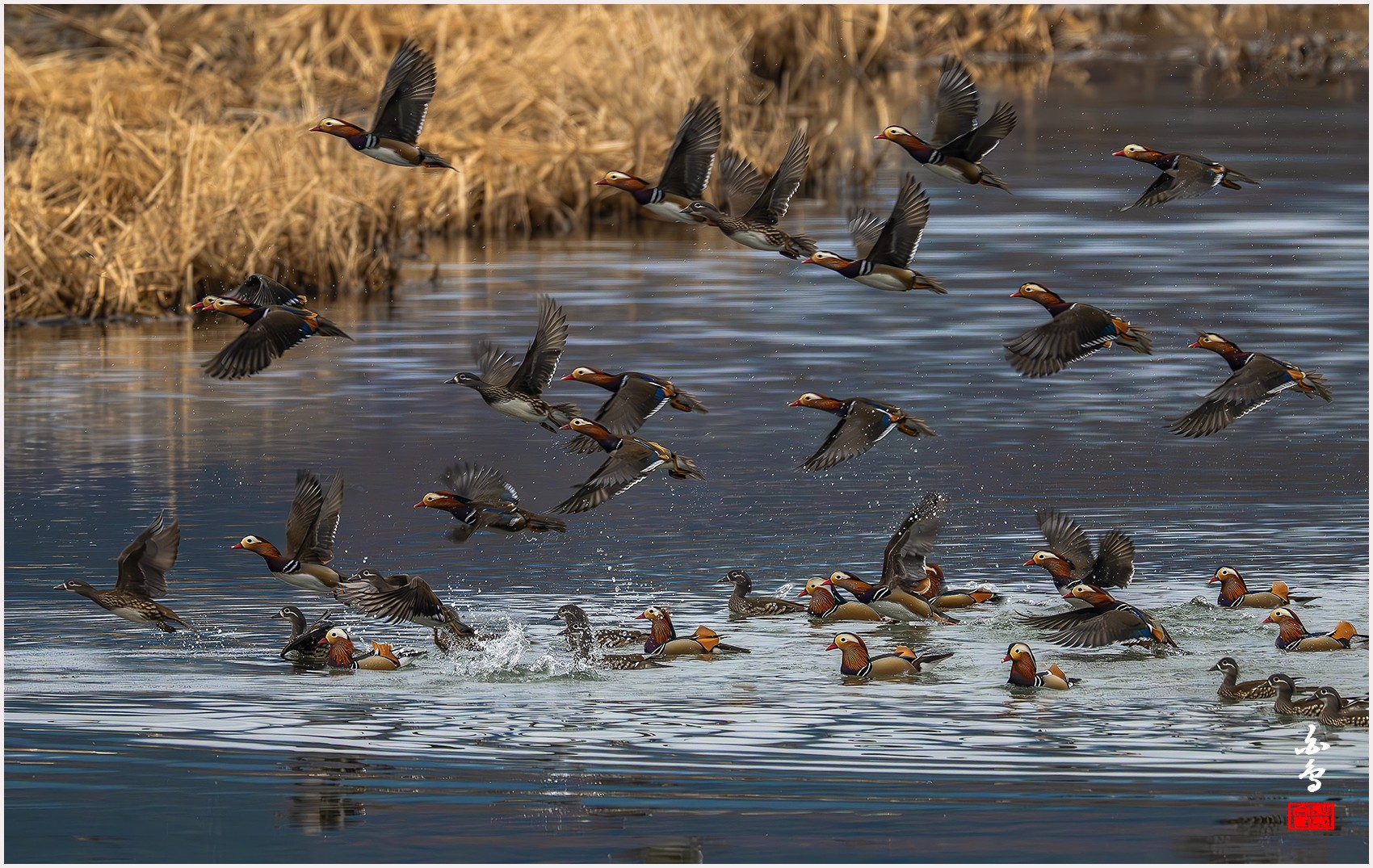 PHOTO BY  | NIKON Z 9 | 2024:02:04 08:51:25 | ISO-3200 | 1/1000 sec | f 8 | 1176 mm | EV=-0.3 | ● WIDTH:0 pixels  HEIGHT:0 pixels