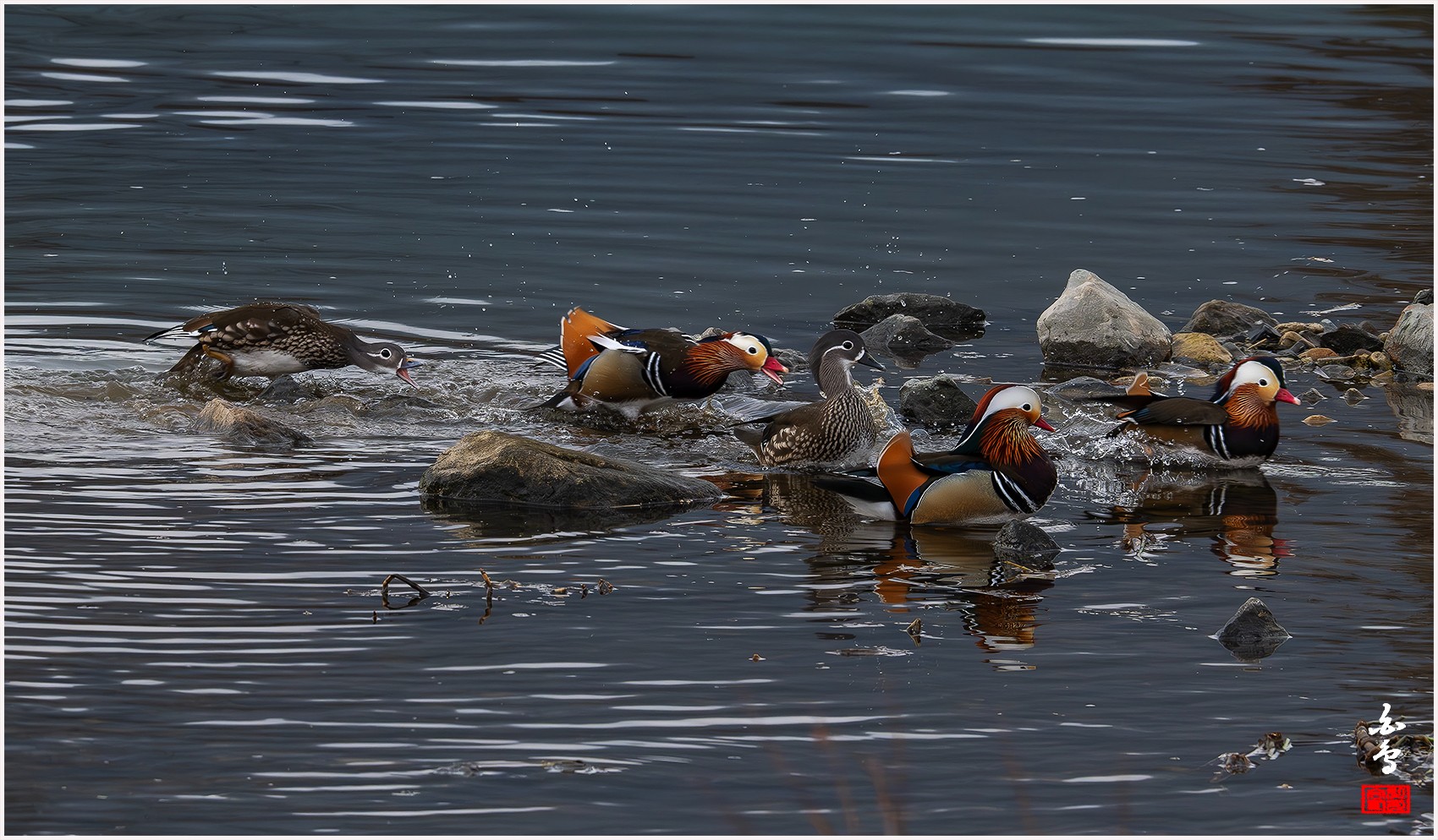 PHOTO BY  | NIKON Z 9 | 2024:02:04 09:39:00 | ISO-2500 | 1/640 sec | f 14 | 840 mm | EV=-0.7 | ● WIDTH:0 pixels  HEIGHT:0 pixels