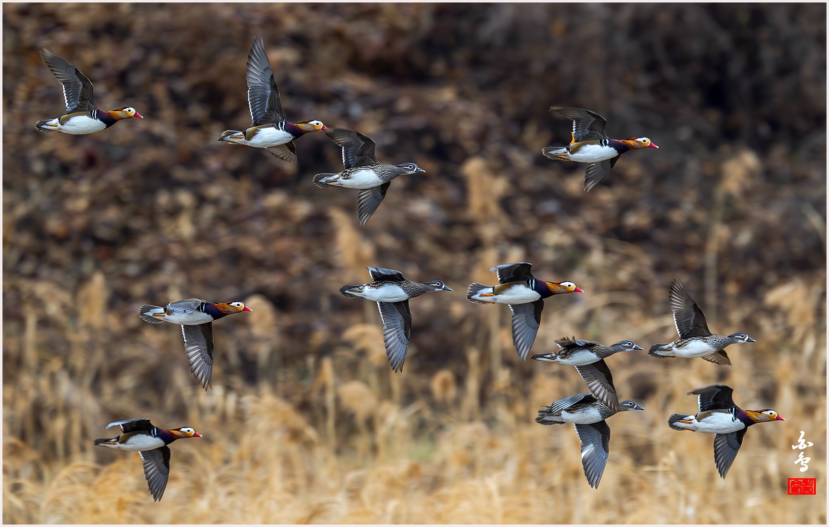 PHOTO BY  | NIKON Z 9 | 2024:02:04 10:20:38 | ISO-1600 | 1/640 sec | f 6.3 | 840 mm | EV=0 | ● WIDTH:0 pixels  HEIGHT:0 pixels