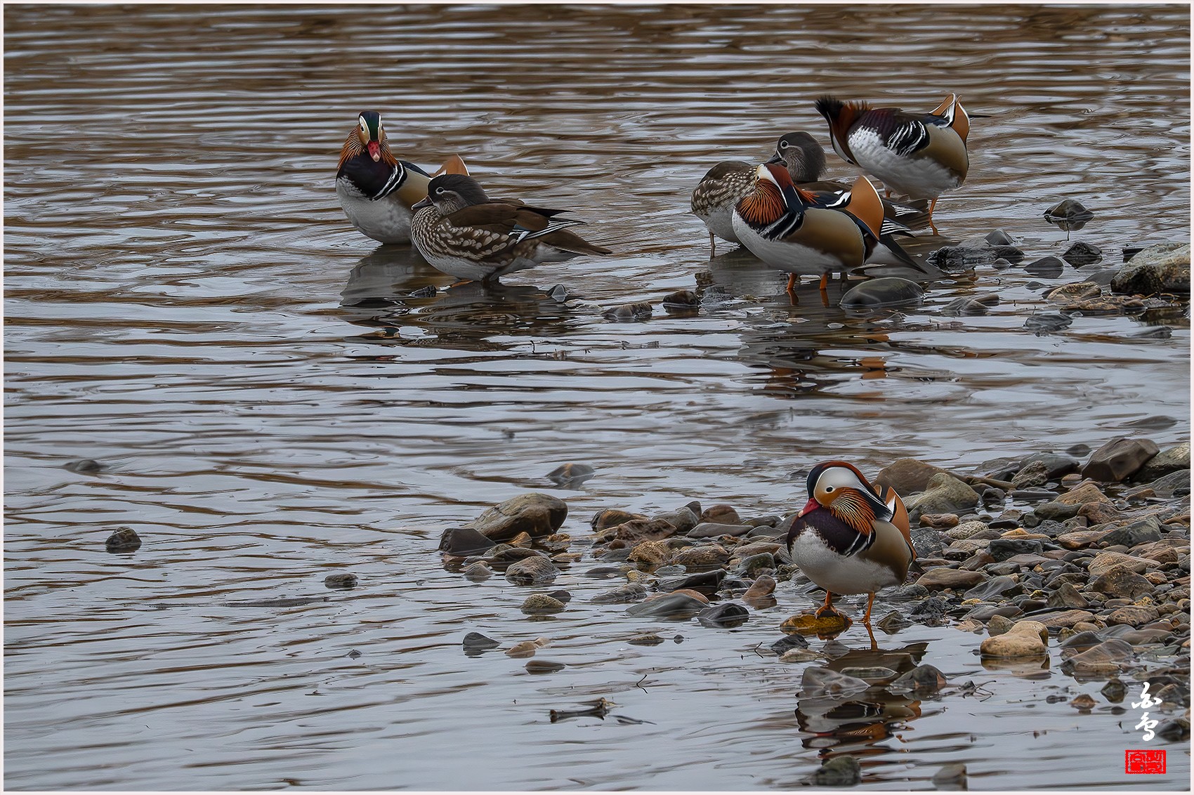 PHOTO BY  | NIKON Z 9 | 2024:02:04 07:50:01 | ISO-4000 | 1/250 sec | f 8 | 1176 mm | EV=-0.3 | ● WIDTH:0 pixels  HEIGHT:0 pixels