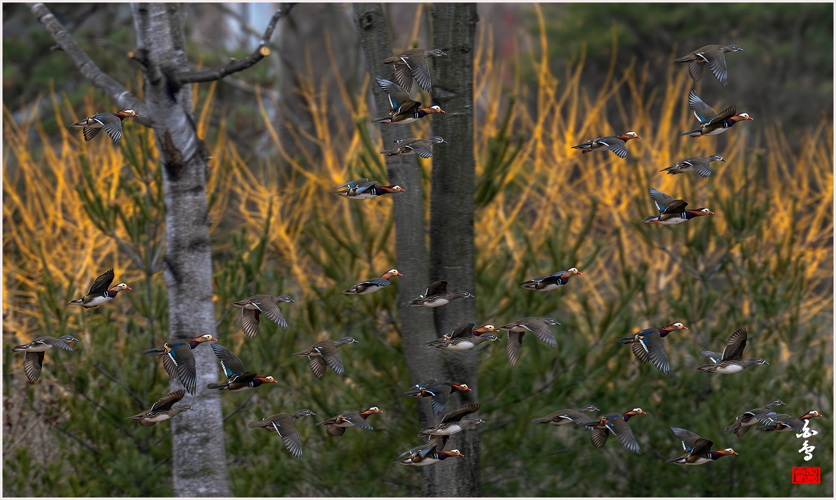 PHOTO BY  | NIKON Z 9 | 2024:02:04 10:23:11 | ISO-1600 | 1/640 sec | f 6.3 | 840 mm | EV=0 | ● WIDTH:0 pixels  HEIGHT:0 pixels