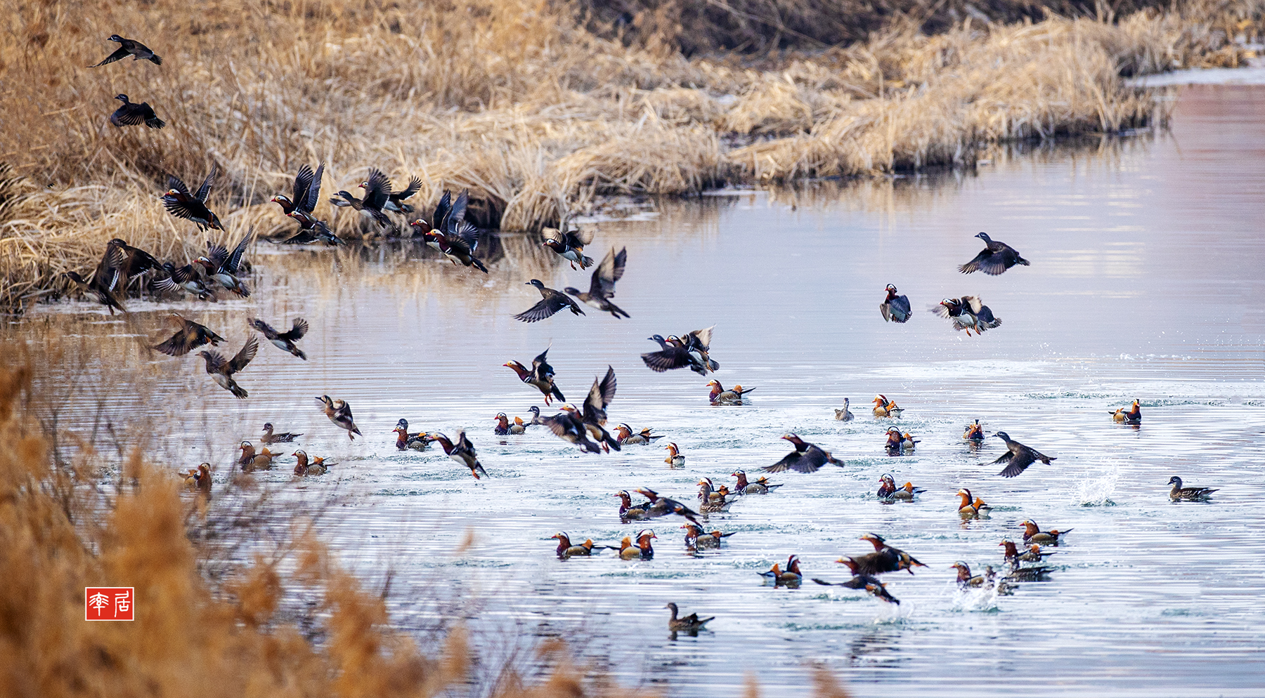 PHOTO BY changickheun | Canon EOS-1D X Mark III | 2024:02:03 07:56:40 | ISO-800 | 1/1000 sec | f 4.5 | 600 mm | EV=0 | ● WIDTH:1800 pixels  HEIGHT:994 pixels